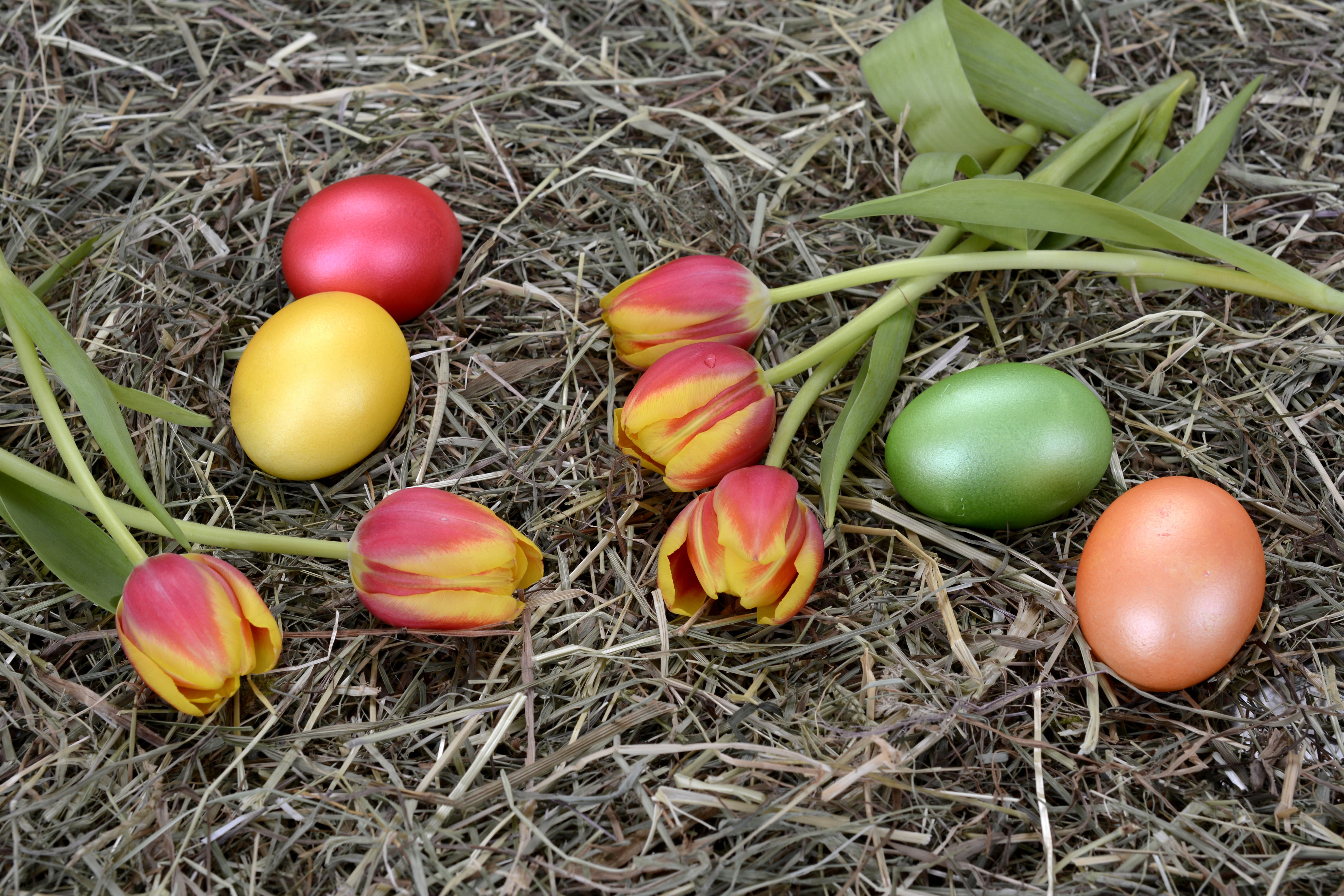 flowers, food and drink, field, outdoors, 5K, food, freshness, wellbeing, spring flowers, greeting card, day, easter egg, vulnerability, grass, hay, close-up, HD Wallpaper