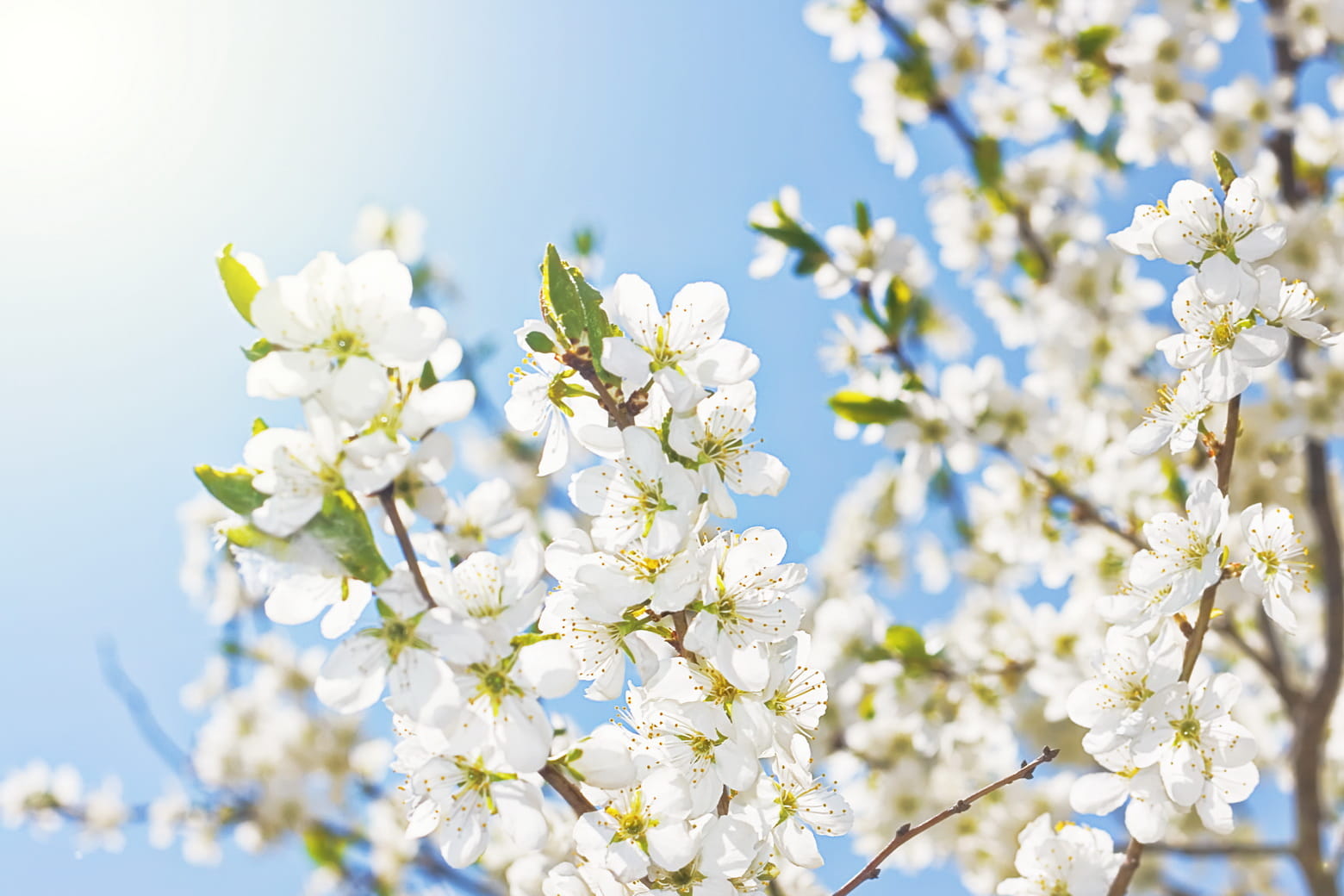 close-up, nobody, growth, petal, bloom, focus on foreground, season, cherry tree, flowers, sunlight, beauty in nature, pretty, cultivation, branch, nature, HD Wallpaper