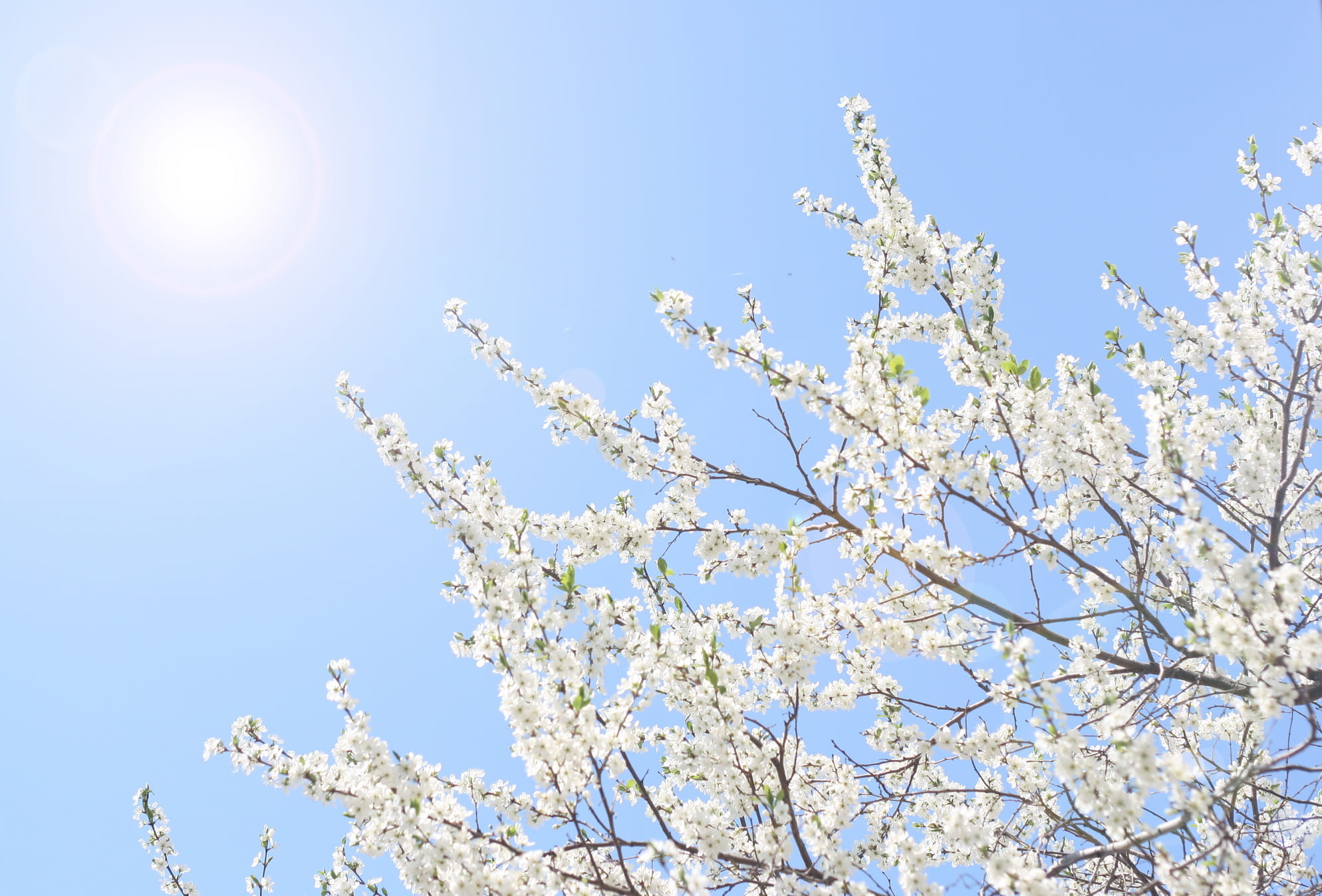 tree, pretty, bright, fresh, sky, nobody, cherry blossom, bloom, closeup, day, no people, sunlight, fragility, beautiful, new, nature, beauty, beauty in nature, HD Wallpaper