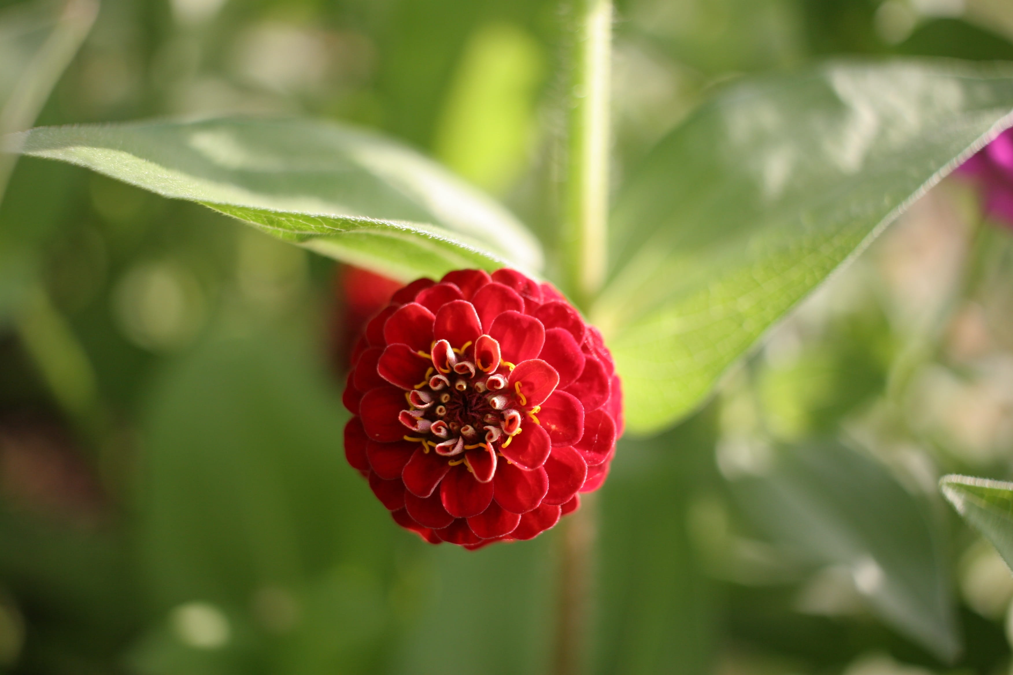 Blossom, bloom, botanical, flora, growth, flower, elegant, green, day, ripe, Zinnia, pink, chrysanthemum, aster, natural, Flower, cultivated, Nature, healthy eating, HD Wallpaper