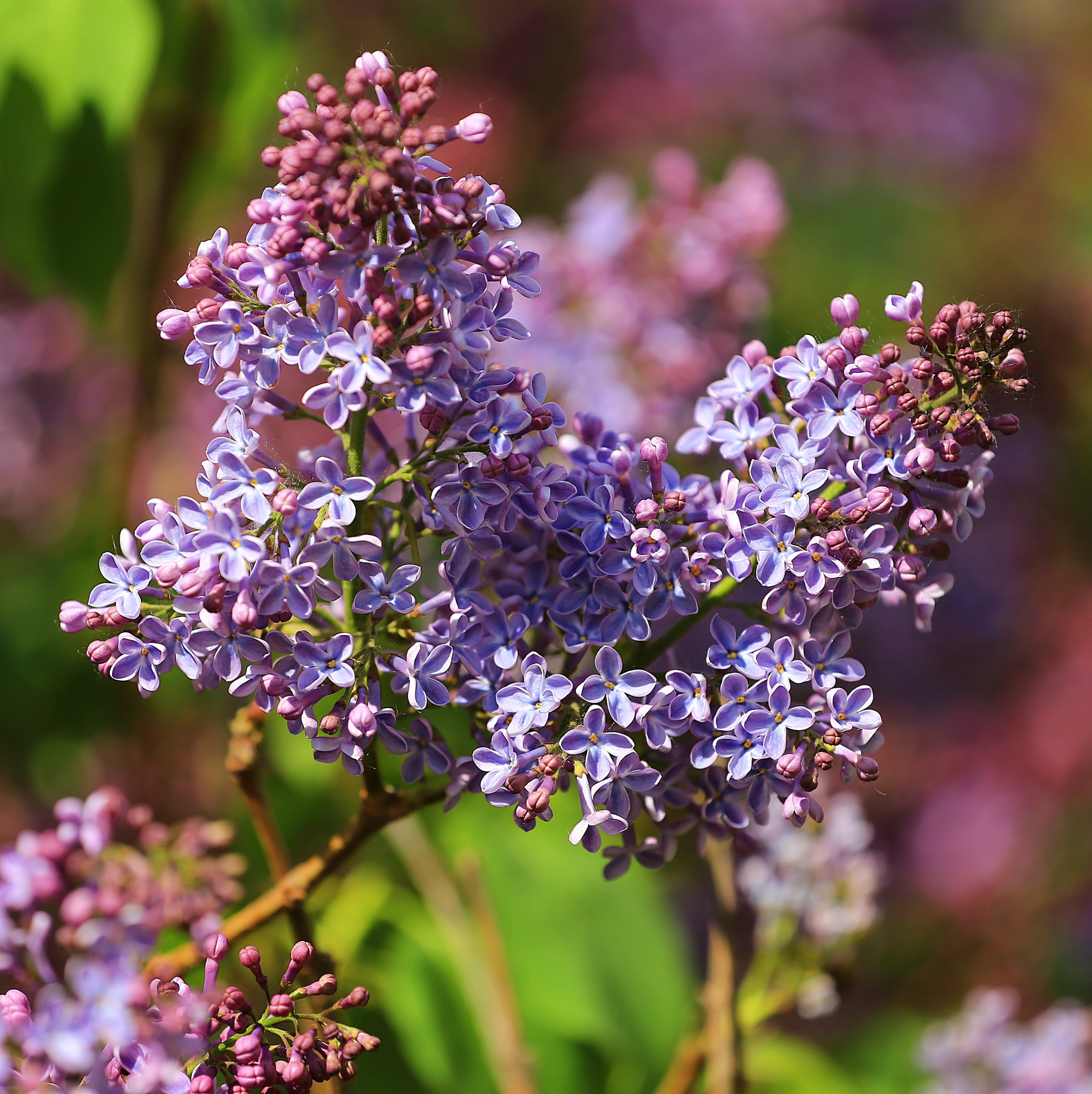 outdoors, purple flowers, details, focus on foreground, close, bunch of flowers, cute, day, vulnerability, inflorescence, petal, fragility, fresh, beauty in nature, Phone HD Wallpaper