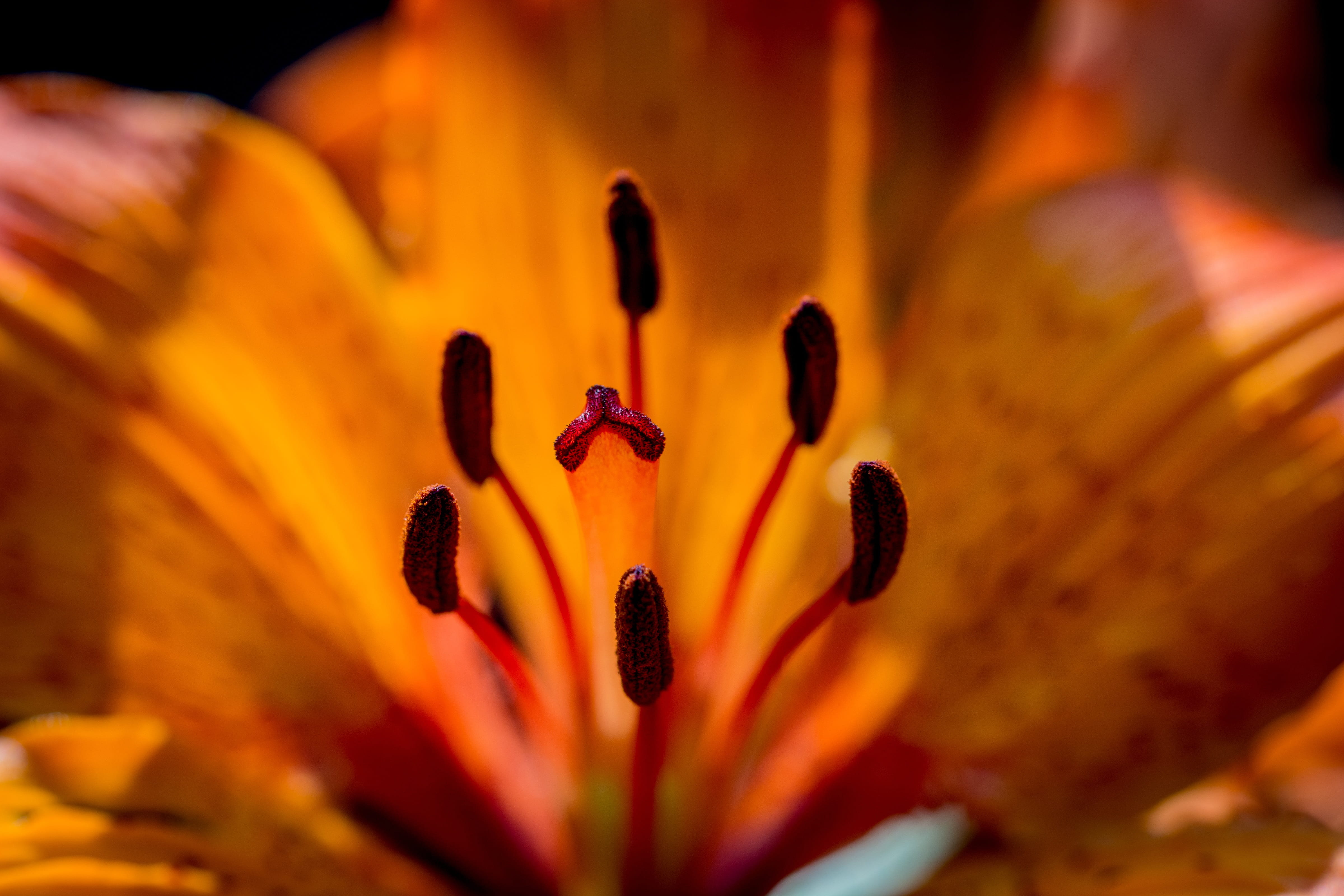 petal, flora, feuerlilie, pollen, yellow, vulnerability, shining, fire-lily, springtime, stamen, close-up, beauty in nature, carpel, freshness, no people, HD Wallpaper