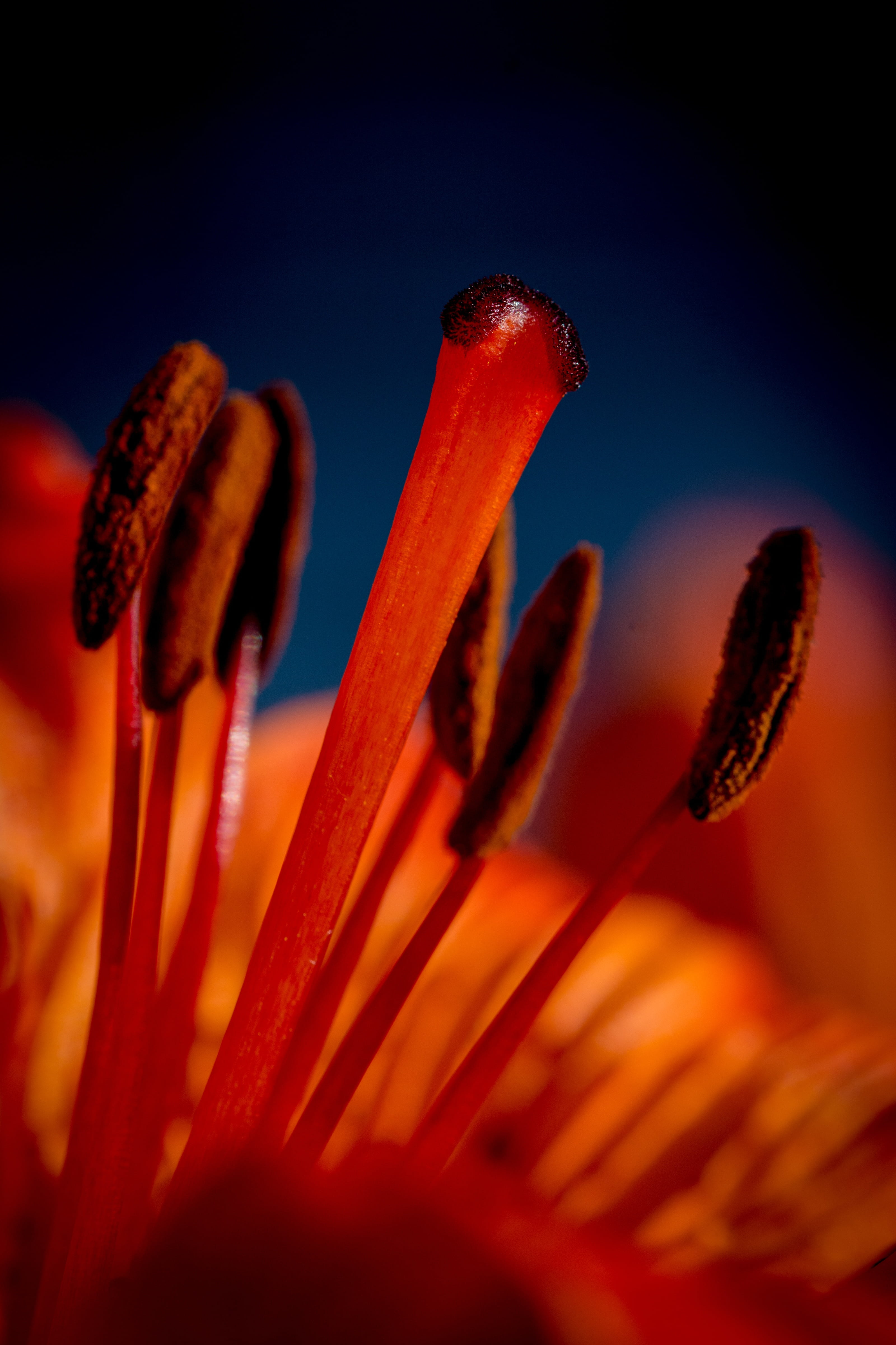nature, carpel, stylus, light, flower, no people, petal, flora, extreme close-up, orange color, scar, close, beauty in nature, flowering plant, botany, Phone HD Wallpaper