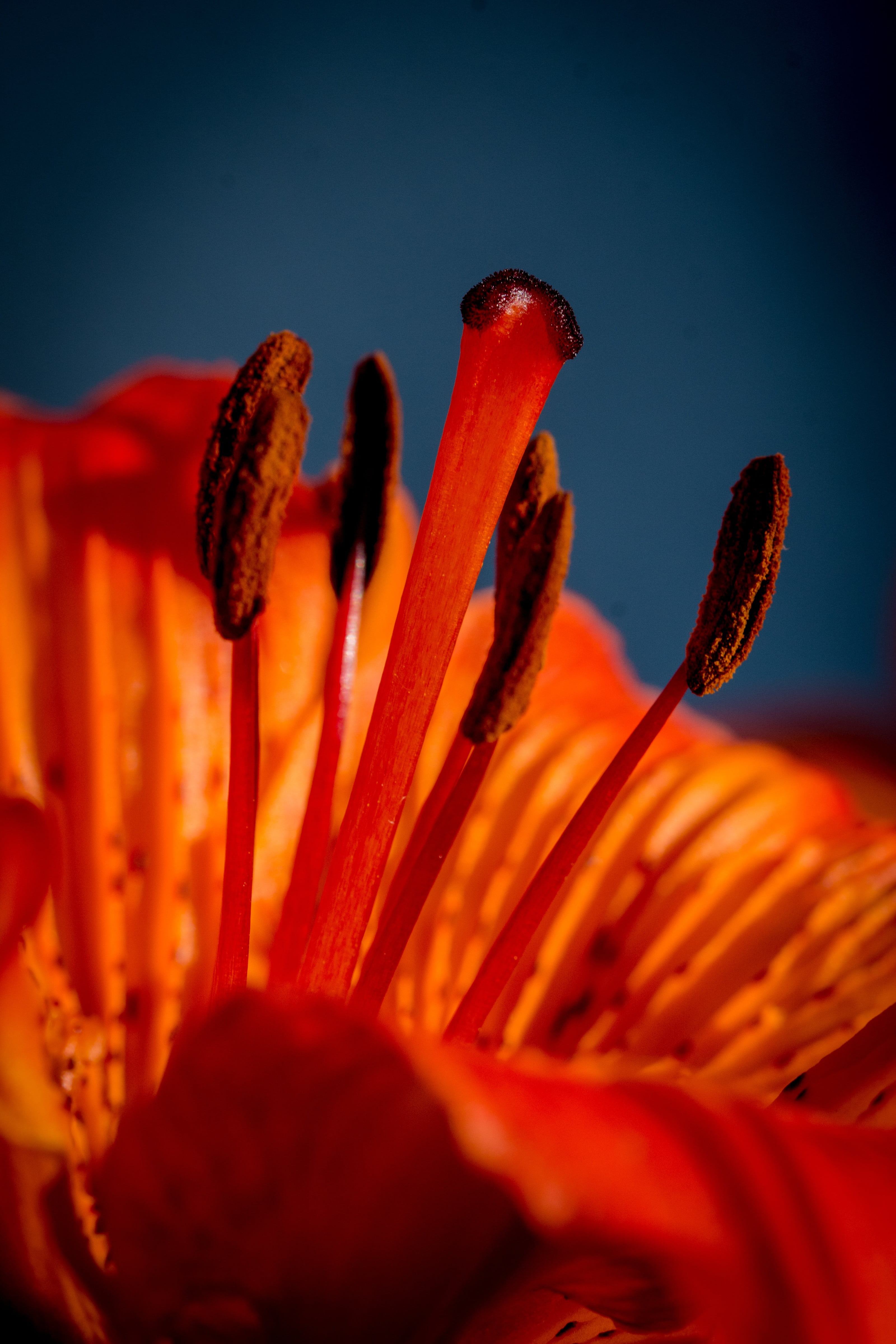 orange, inflorescence, bright red, tepals, freshness, close, plant, no people, vulnerability, tepal, blue background, petal, stamen, macro, pollen, fragility, Phone HD Wallpaper