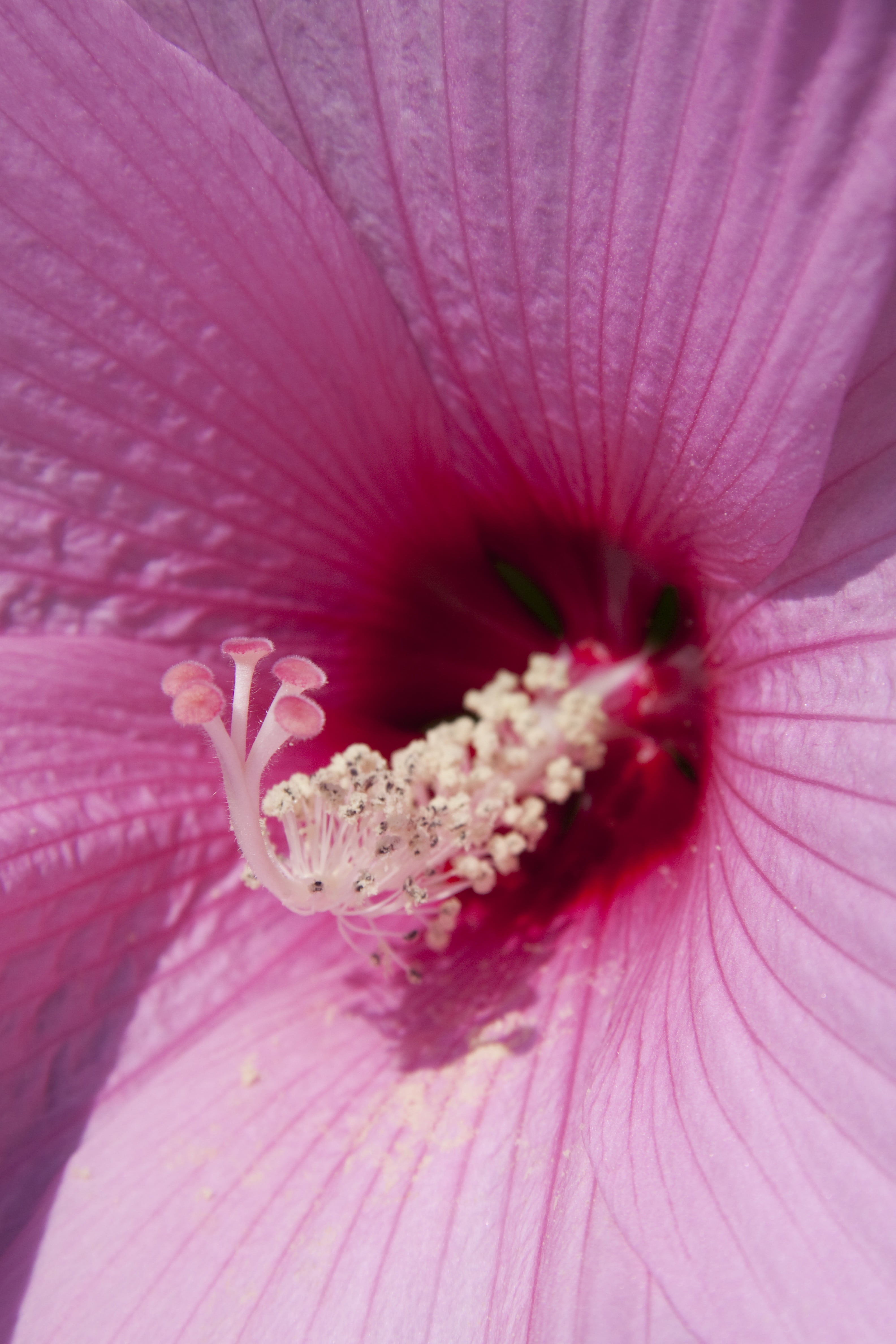 fragility, soft focus, mallow, columna, flora, single Flower, flower head, malvaceae, outdoors, sepals, beauty in nature, pink color, filigree, flowering plant, Phone HD Wallpaper