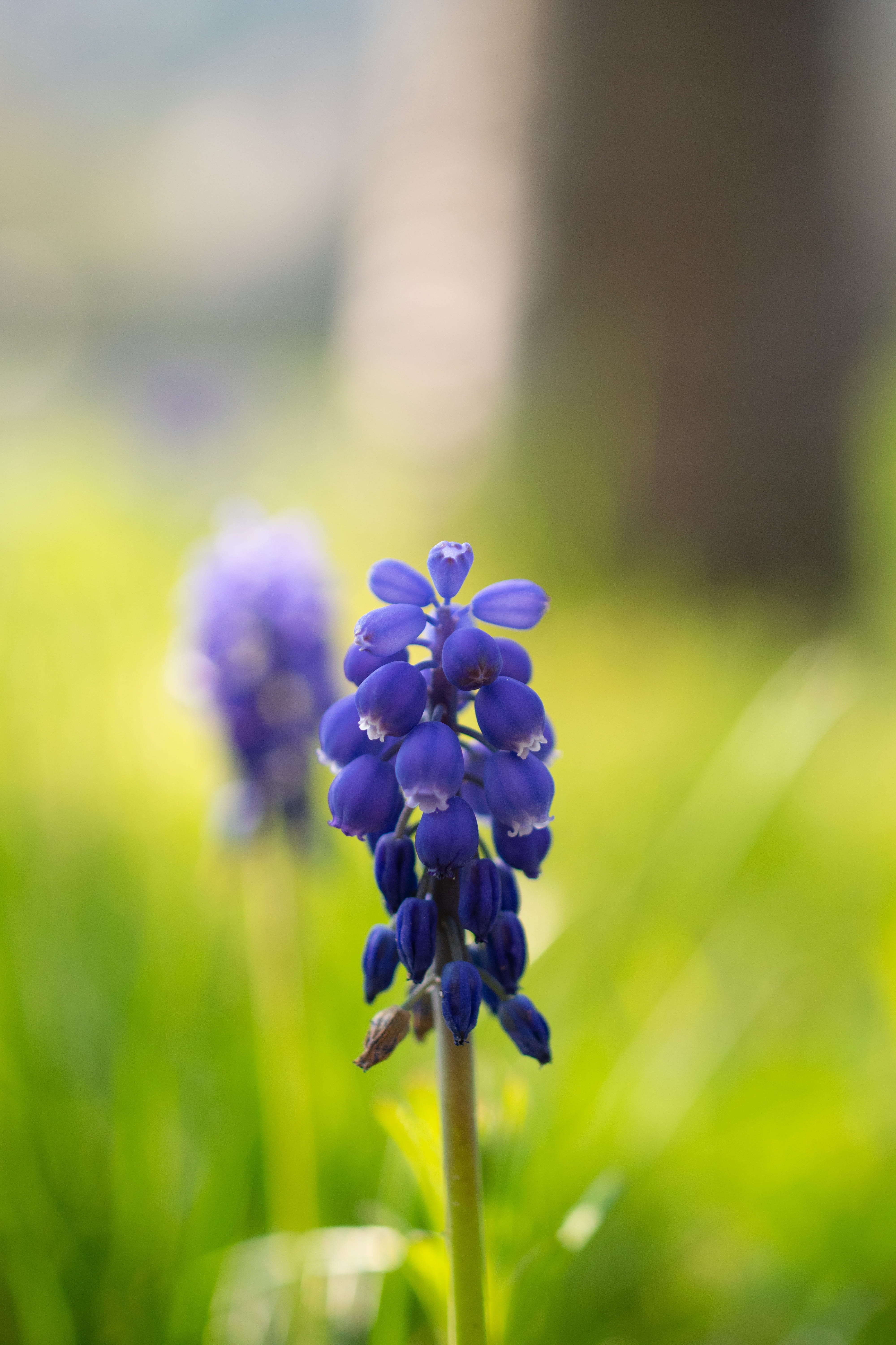 species, muscari, no people, petal, bell, outdoors, farmer boy, selective focus, flower head, 5K, inflorescences, springtime, close up, growth, plant stem, Phone HD Wallpaper