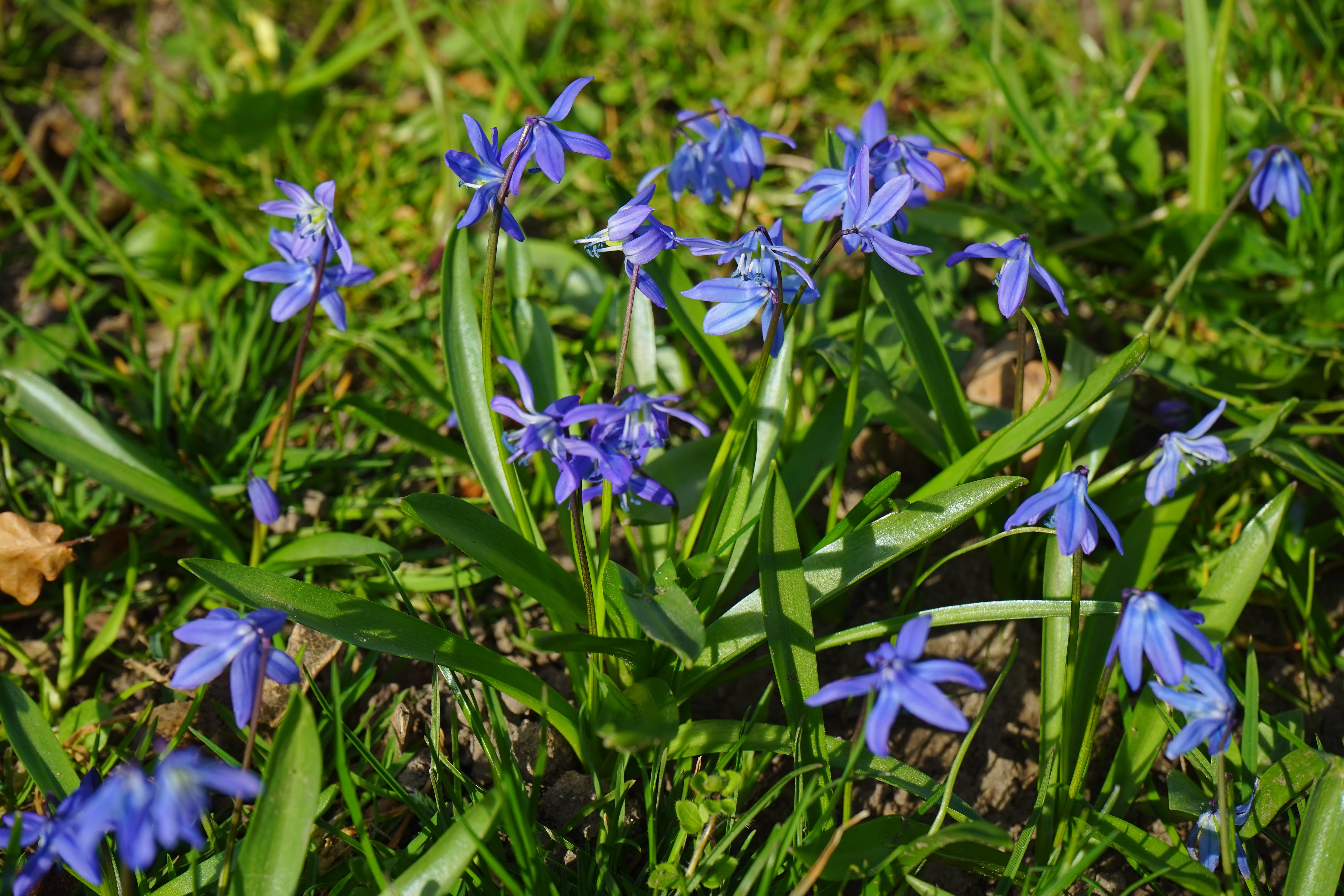 growth, land, flower, flowering plant, harbinger of spring, day, asparagaceae, green color, fragility, iris, iris - plant, plant, asparagus plant, outdoors, HD Wallpaper