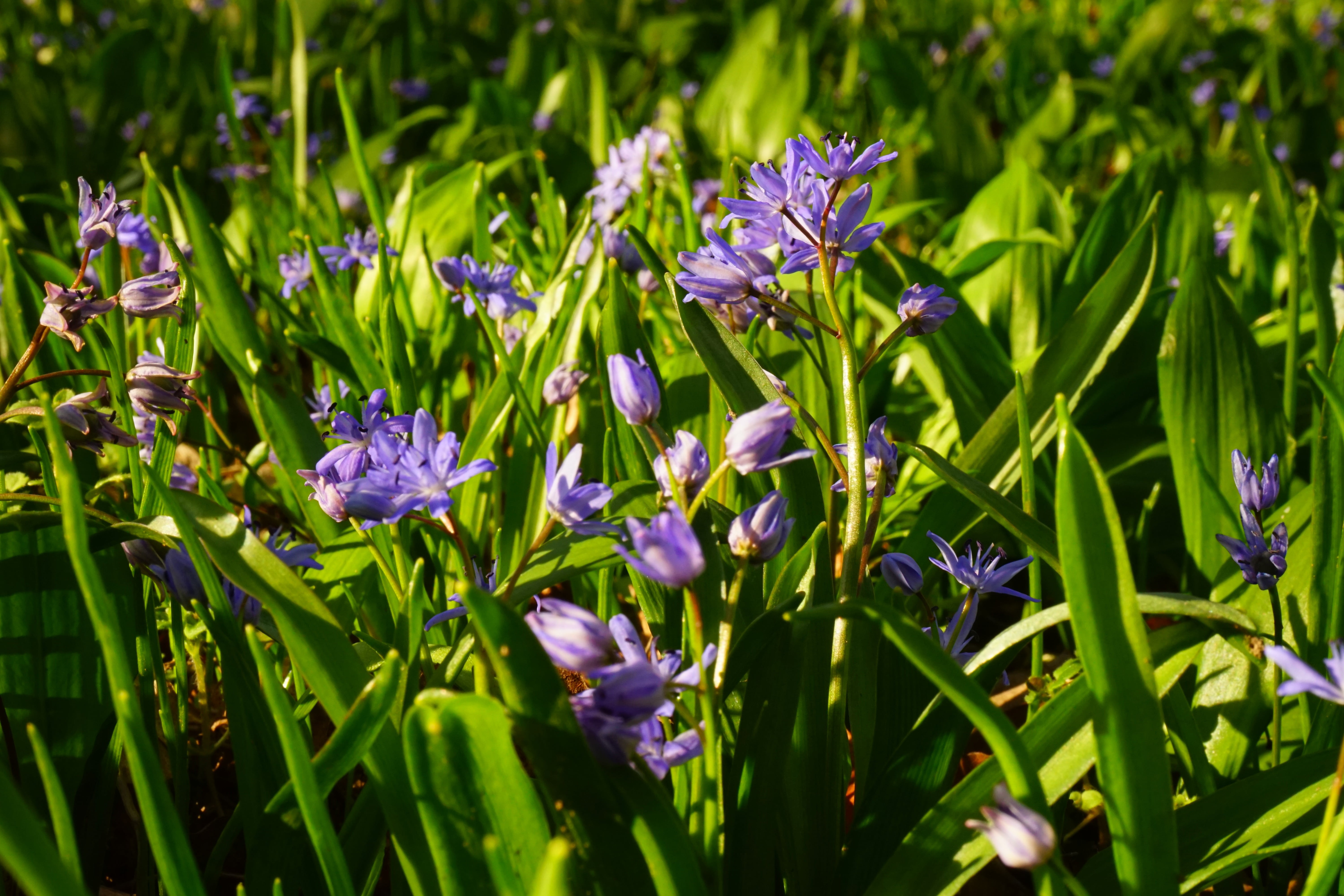 plant, close-up, blossom, summer, petal, inflorescence, beauty in nature, 5K, purple, spring, two sea onion, fragility, green Color, asparagus plant, flower, HD Wallpaper