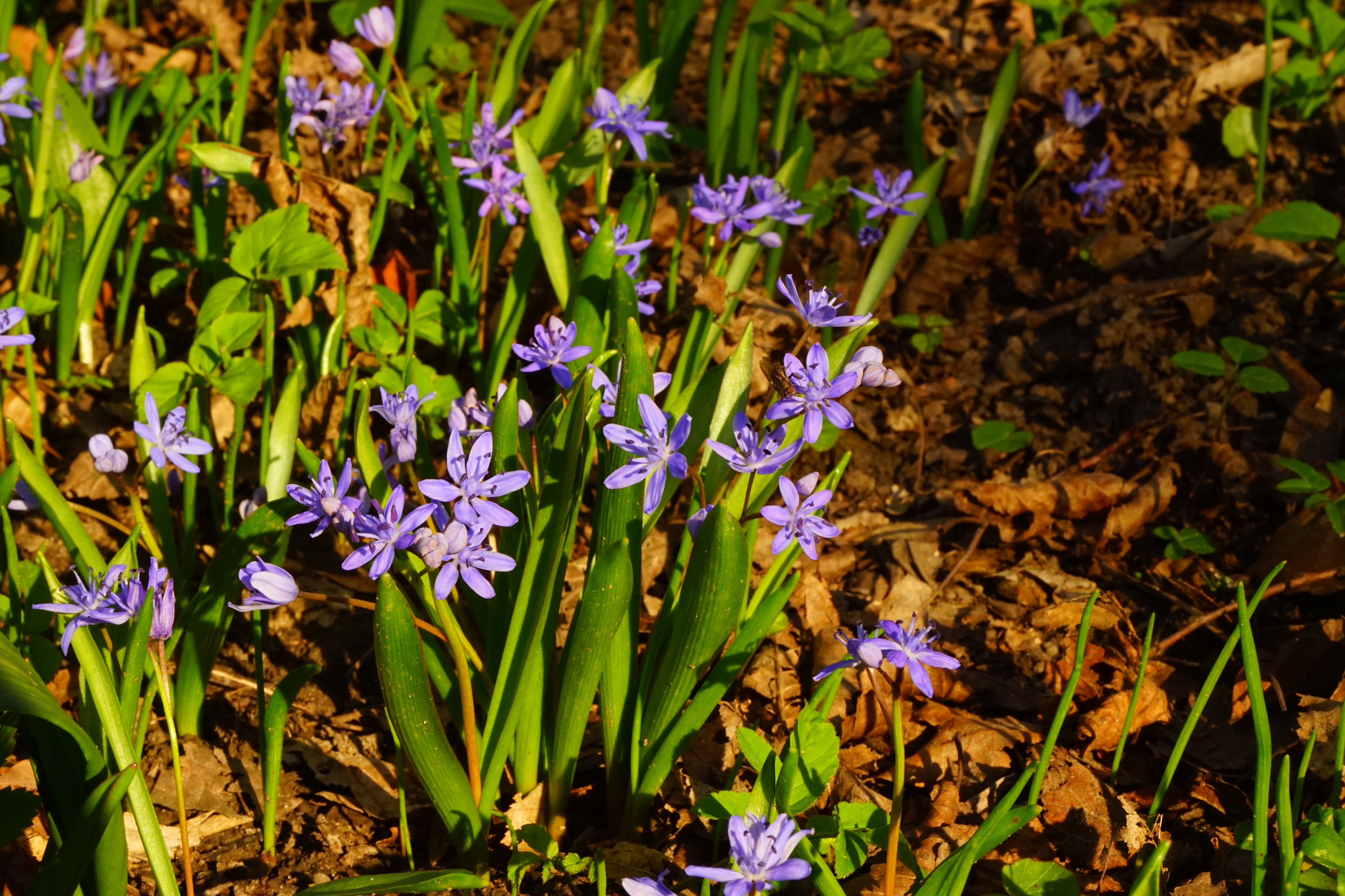 chionodoxa luciliae, scilloideae, blossom, asparagaceae, day, vulnerability, plant, flower, land, scilla, blue, growth, early bloomer, harbinger of spring, HD Wallpaper