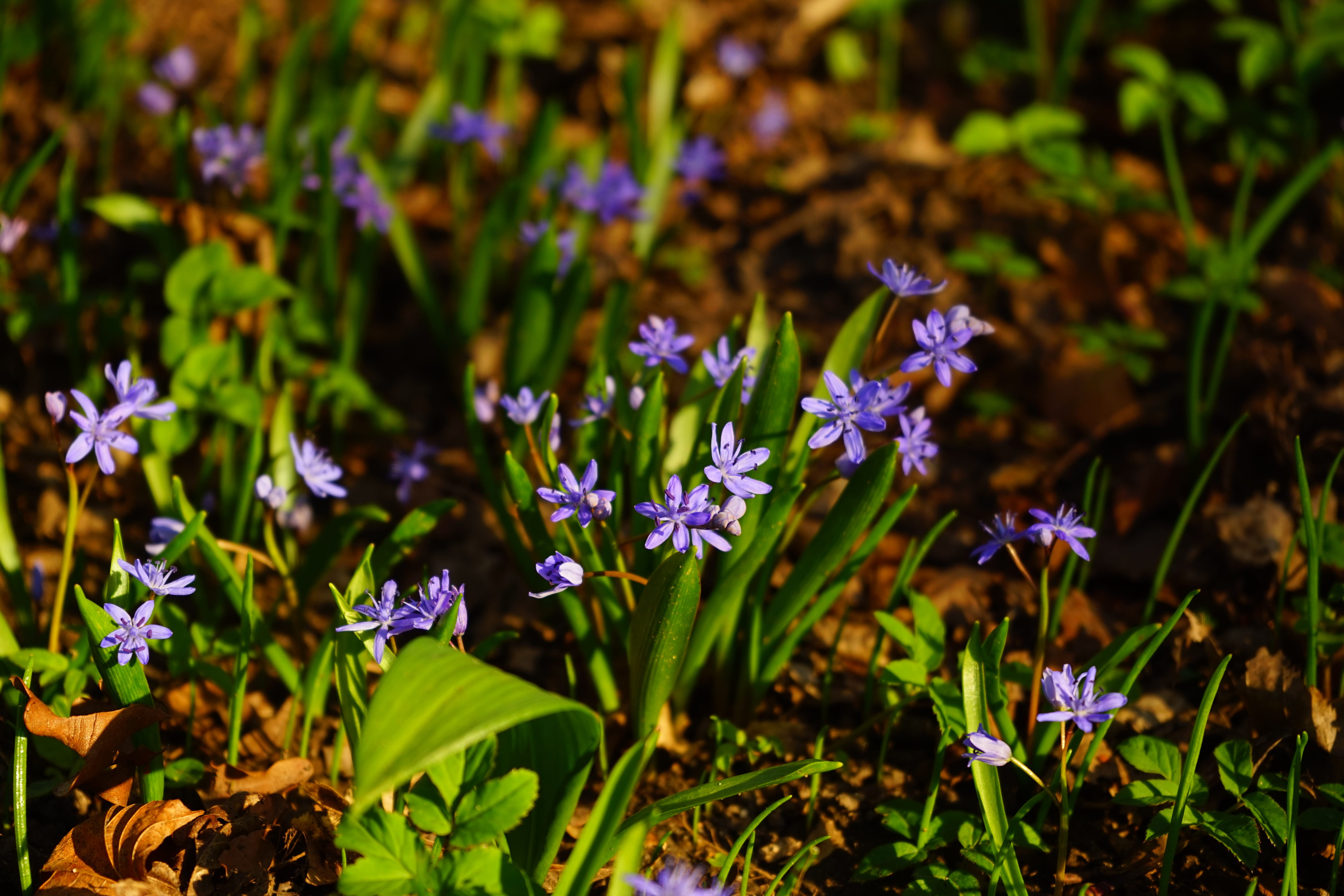 meadow, spring, springtime, close-up, asparagaceae, no people, nature, lavender, green Color, petal, flower Head, summer, day, early bloomer, land, vulnerability, HD Wallpaper