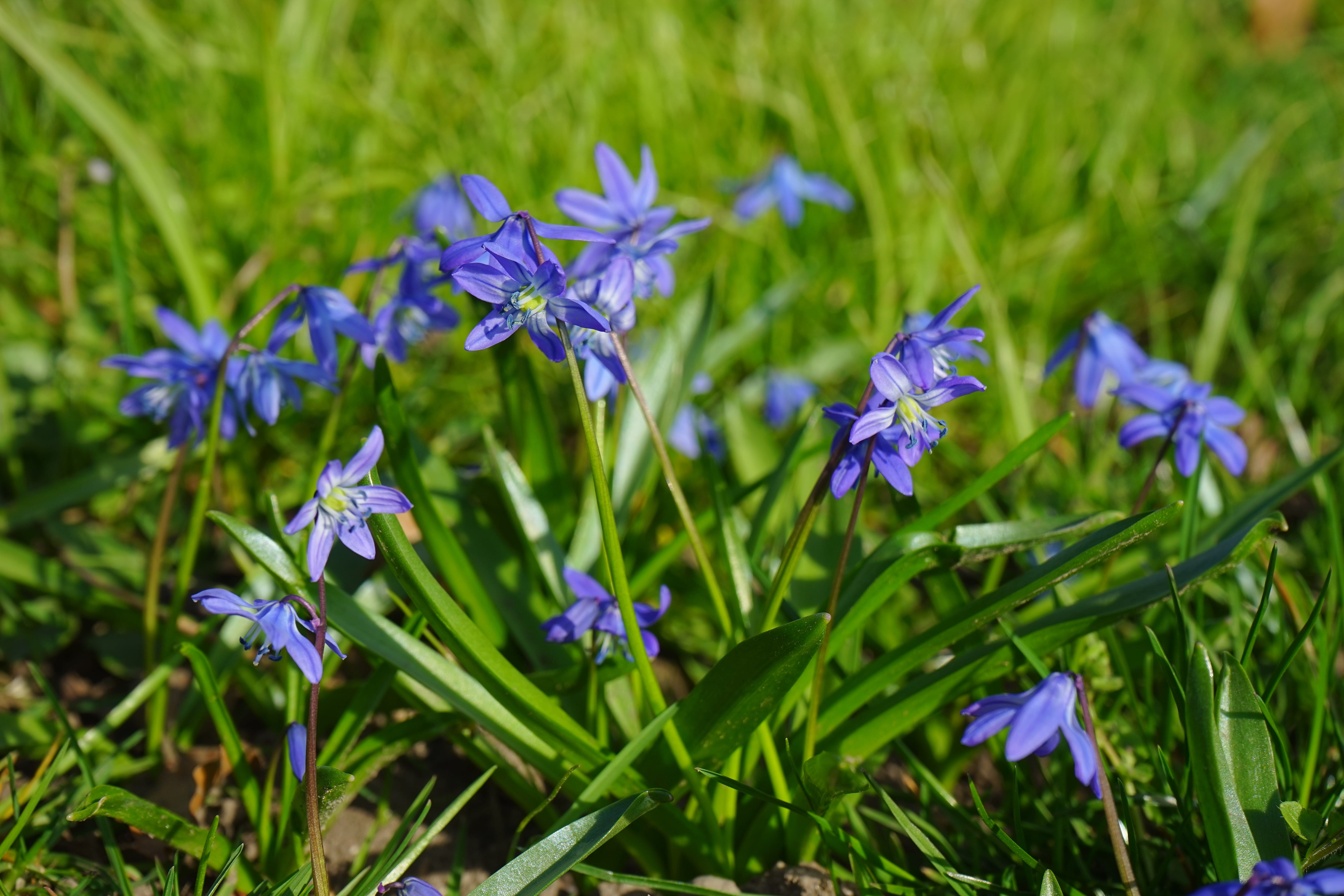 asparagaceae, asparagus plant, outdoors, early bloomer, purple, wildflower, zweiblättriger blue star, nature, Blossom, vulnerability, petal, flowering plant, HD Wallpaper