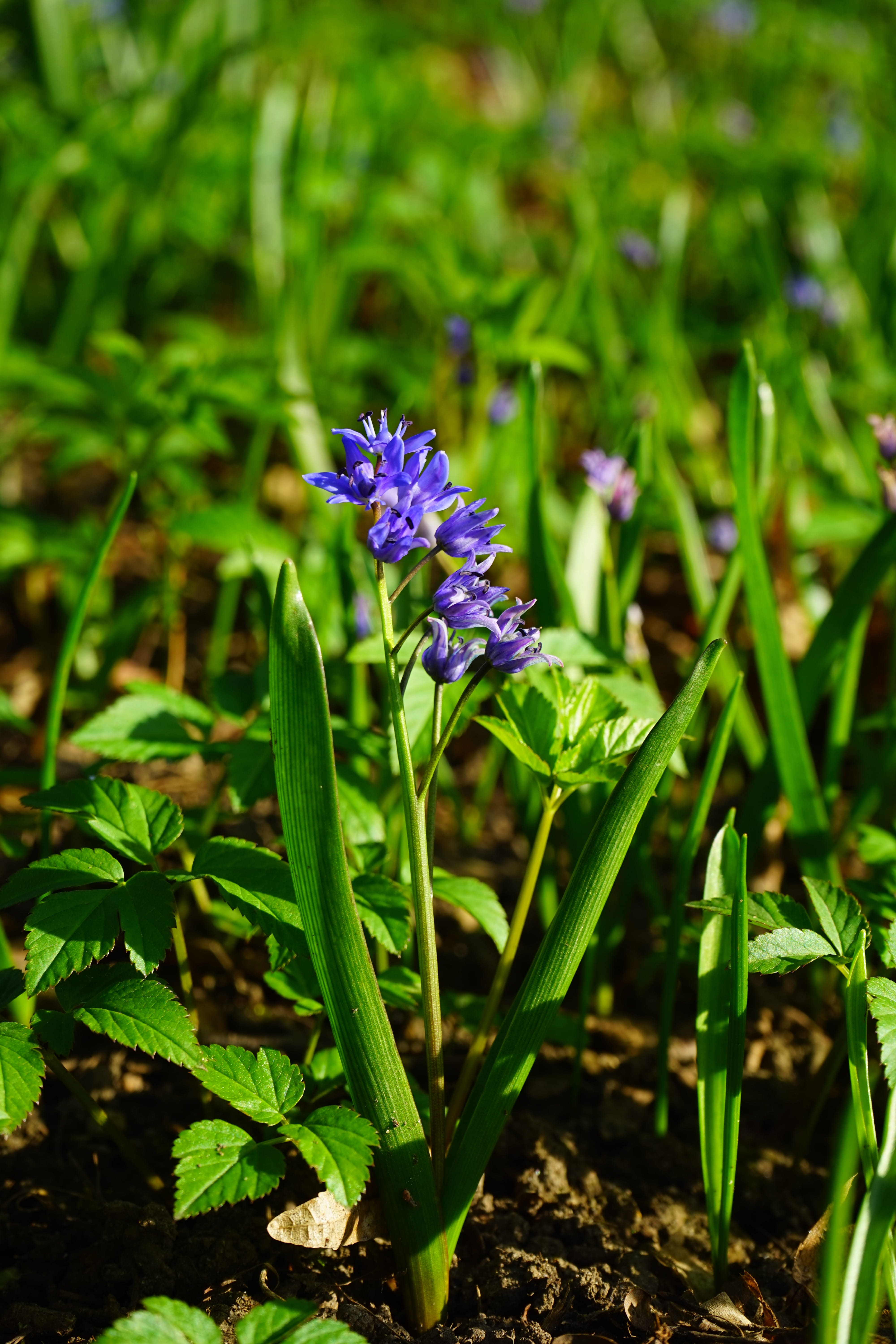 land, fragility, scilla bifolia, early bloomer, close-up, Blossom, inflorescence, asparagus plant, flower, 5K, asparagaceae, green Color, field, Bloom, Phone HD Wallpaper
