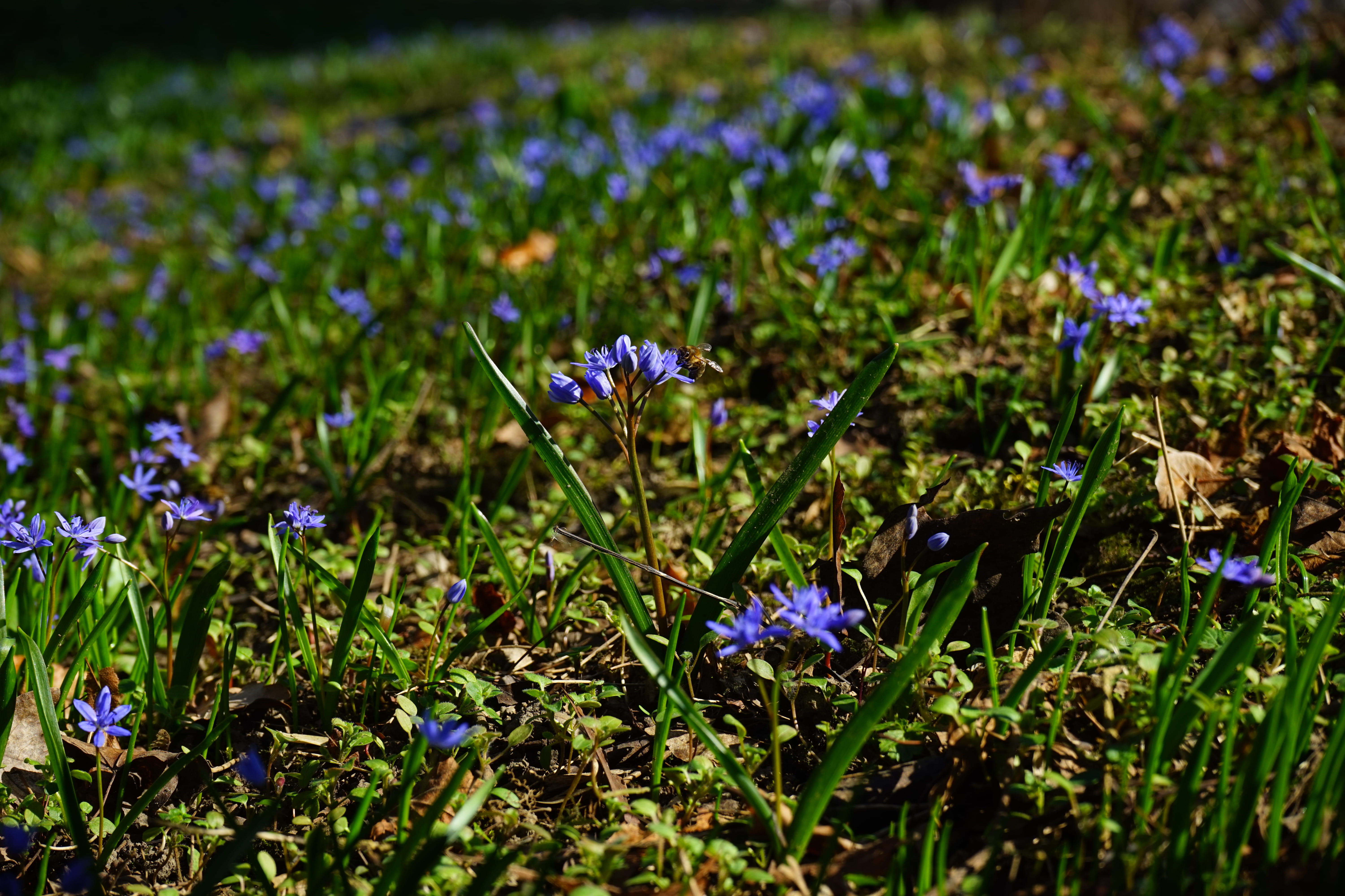 outdoors, flowerbed, freshness, spring, grass, 5K, chionodoxa luciliae, purple, day, flower, scilla, field, no people, blue star, selective focus, plant, HD Wallpaper