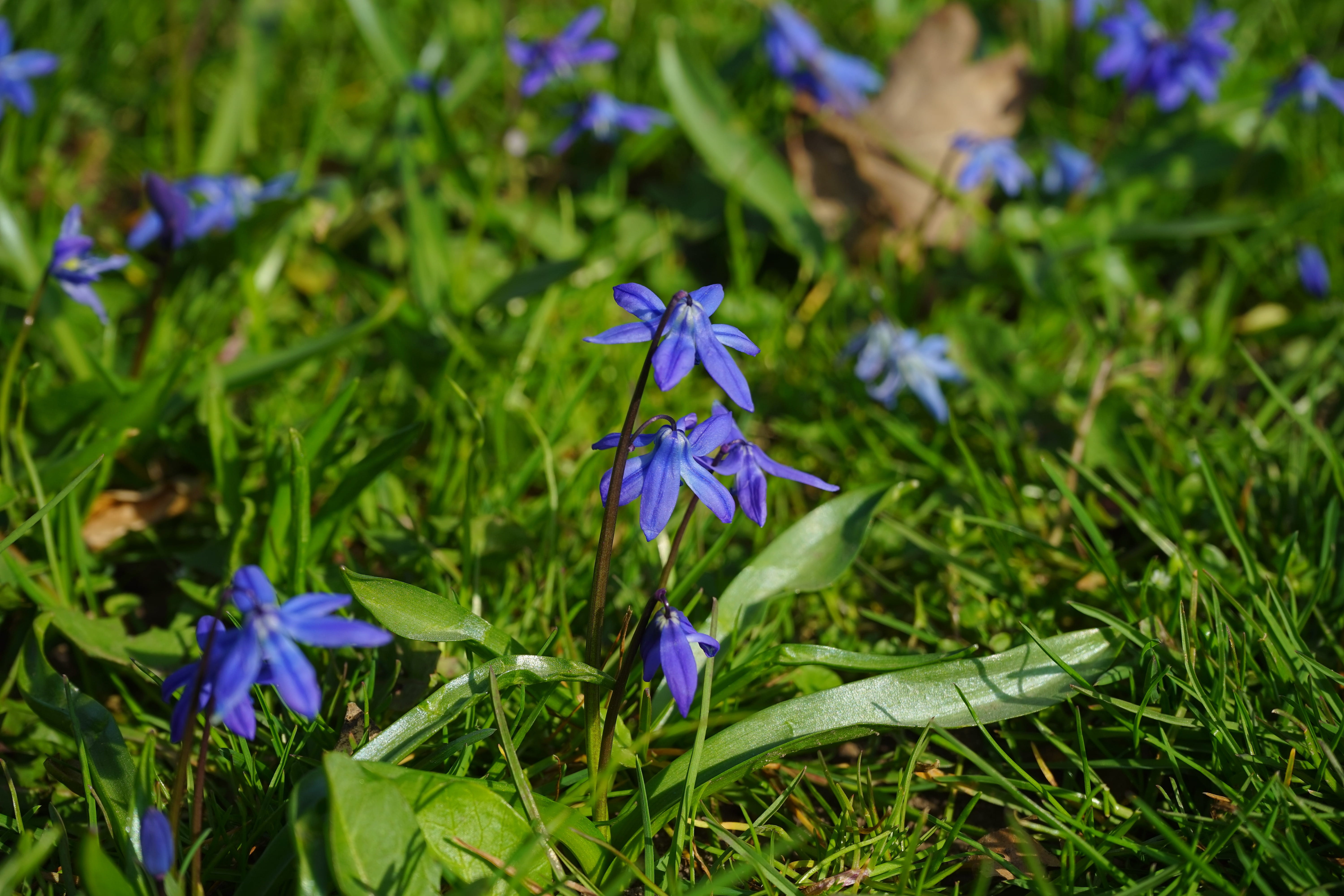 inflorescence, beauty in nature, two sea onion, scilla, scilla bifolia, plant, iris, early bloomer, asparagus plant, scilloideae, focus on foreground, petal, HD Wallpaper