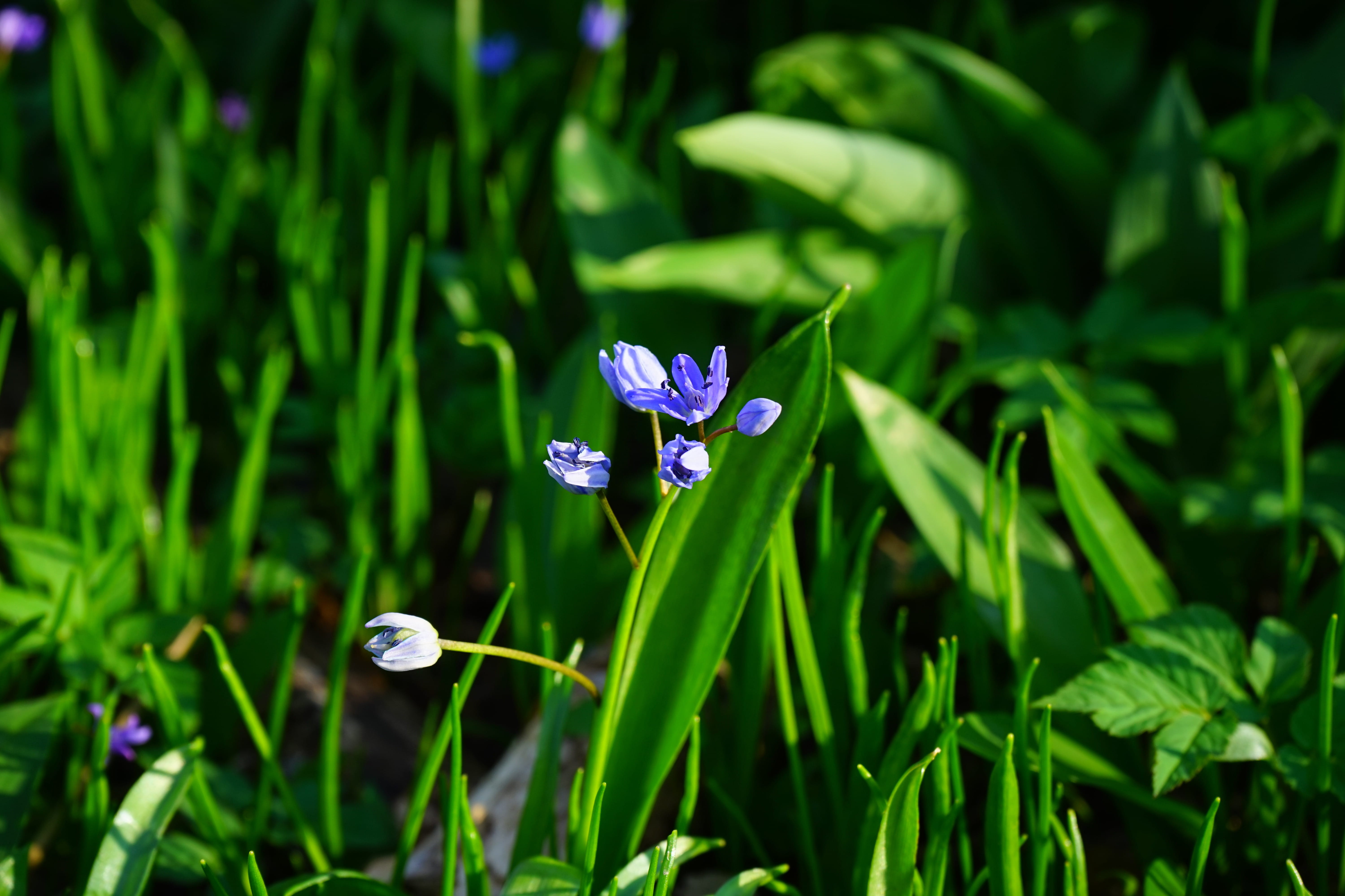 asparagus plant, scilla, scilla bifolia, scilloideae, focus on foreground, zweiblättriger blue star, early bloomer, blue, purple, flower, beauty in nature, HD Wallpaper