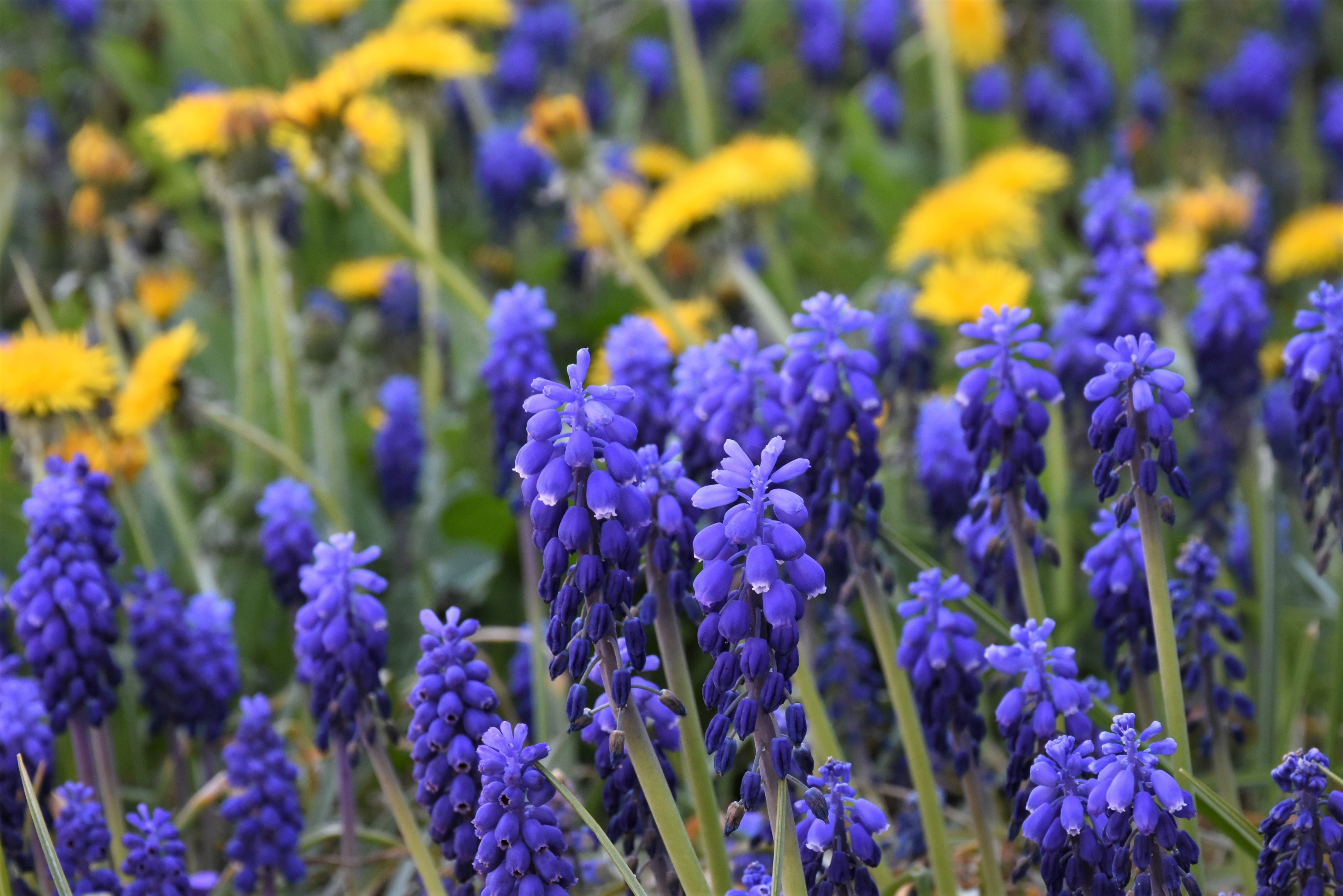 blue, spring, beauty in nature, fragility, flowerbed, land, vulnerability, plant stem, freshness, asparagus plant, yellow, bell, close-up, asparagaceae, HD Wallpaper