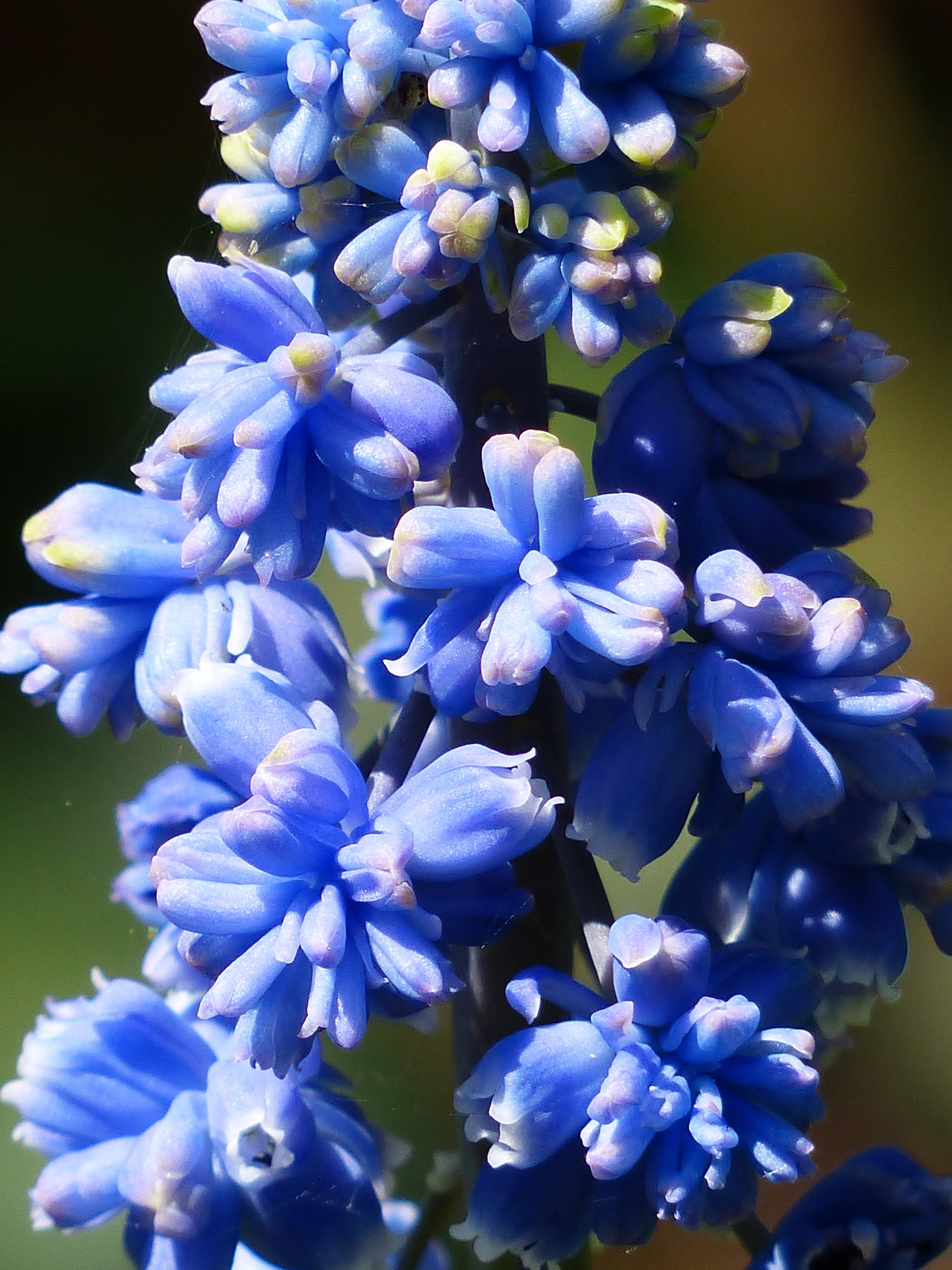 botany, purple, lilac, 4K, muscari botryoides, hanging, flowering plant, growth, beauty in nature, vulnerability, muscari, freshness, traubenförmige inflorescences, Phone HD Wallpaper