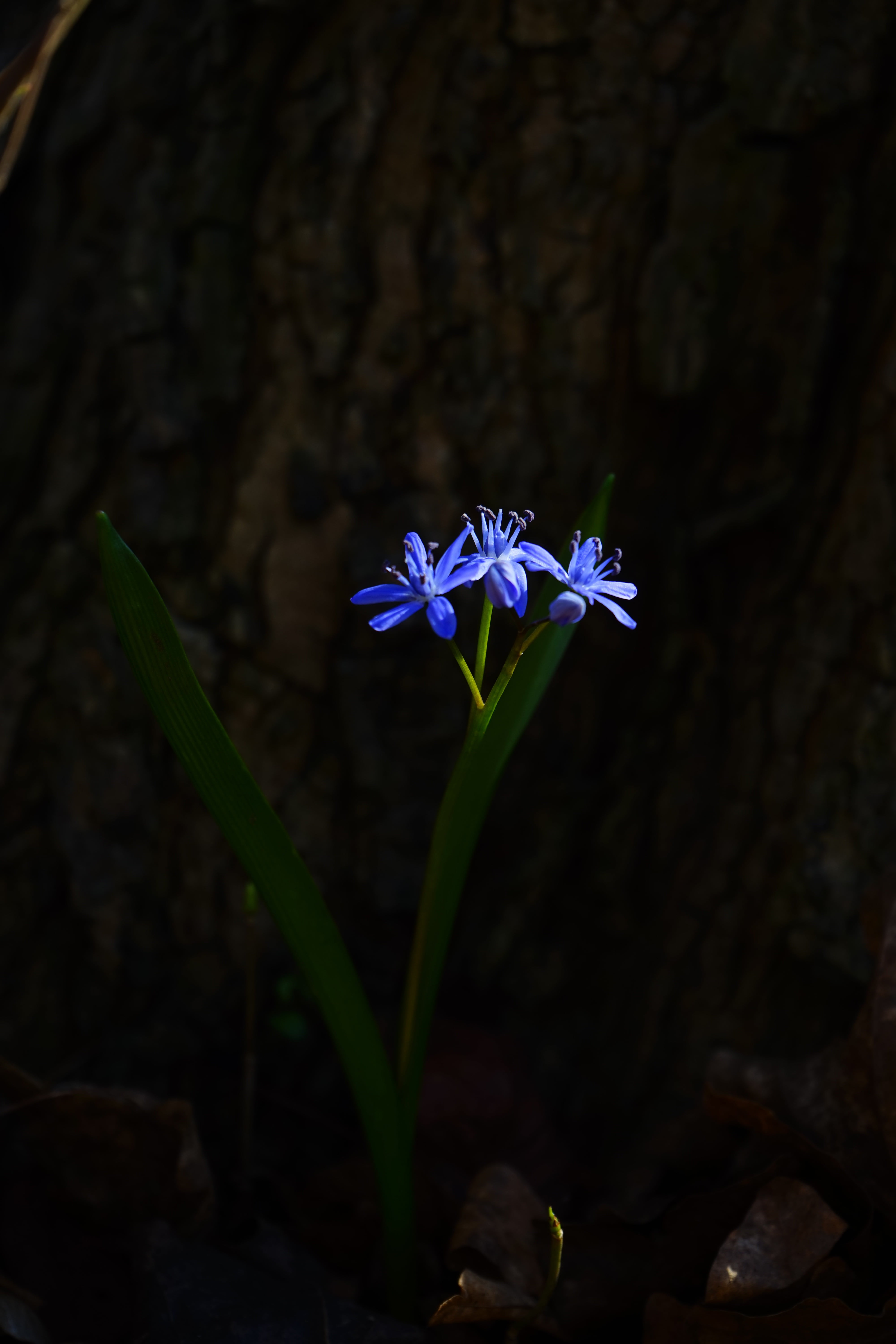 freshness, asparagus plant, leaf, growth, scilloideae, nature, flowering plant, spring, plant, beauty in nature, inflorescence, no people, focus on foreground, Phone HD Wallpaper