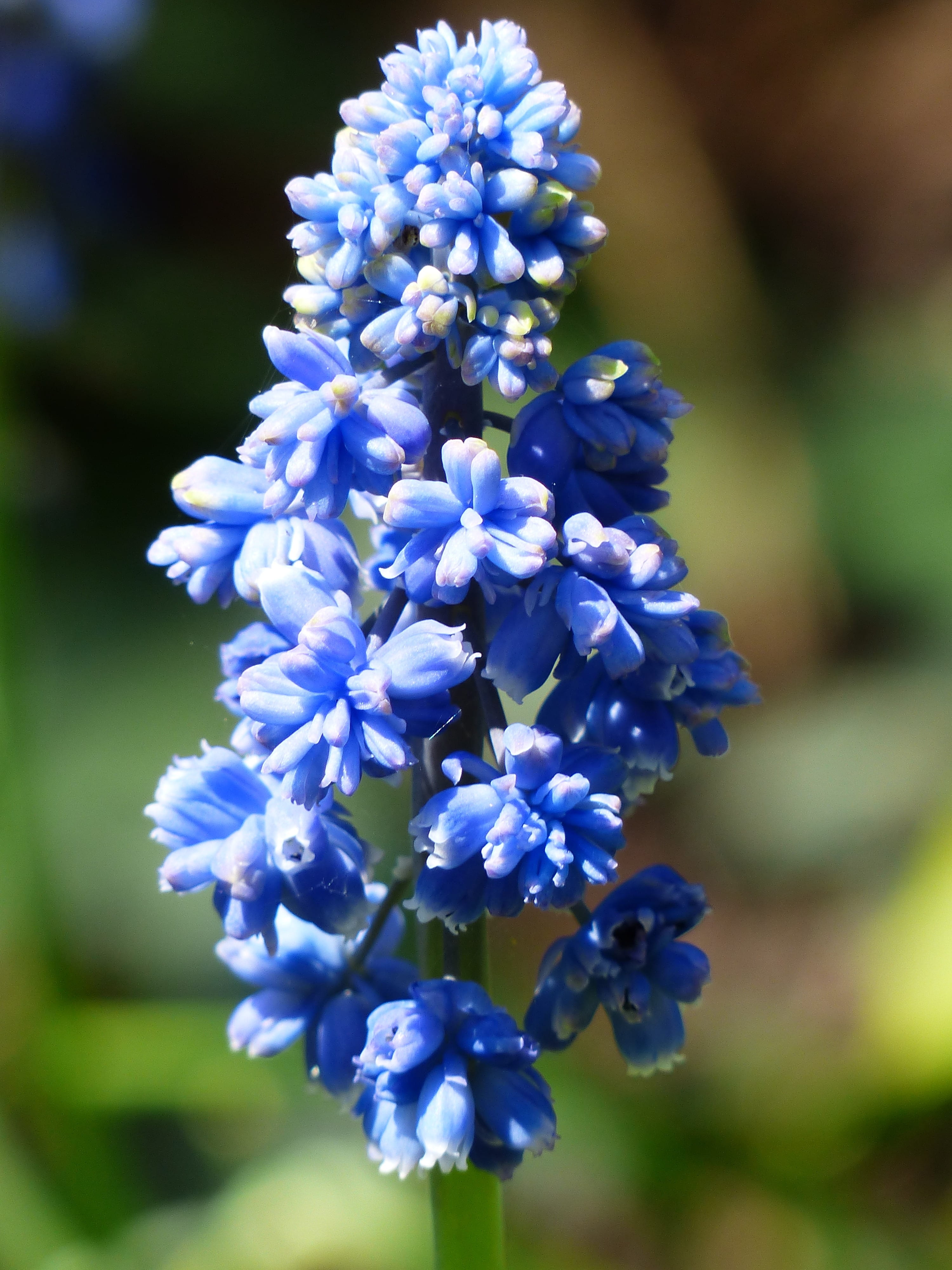 colorful, flower, ornamental plant, no people, hanging, petal, blossom, traubenförmige inflorescences, garden, asparagaceae, selective focus, close-up, Phone HD Wallpaper