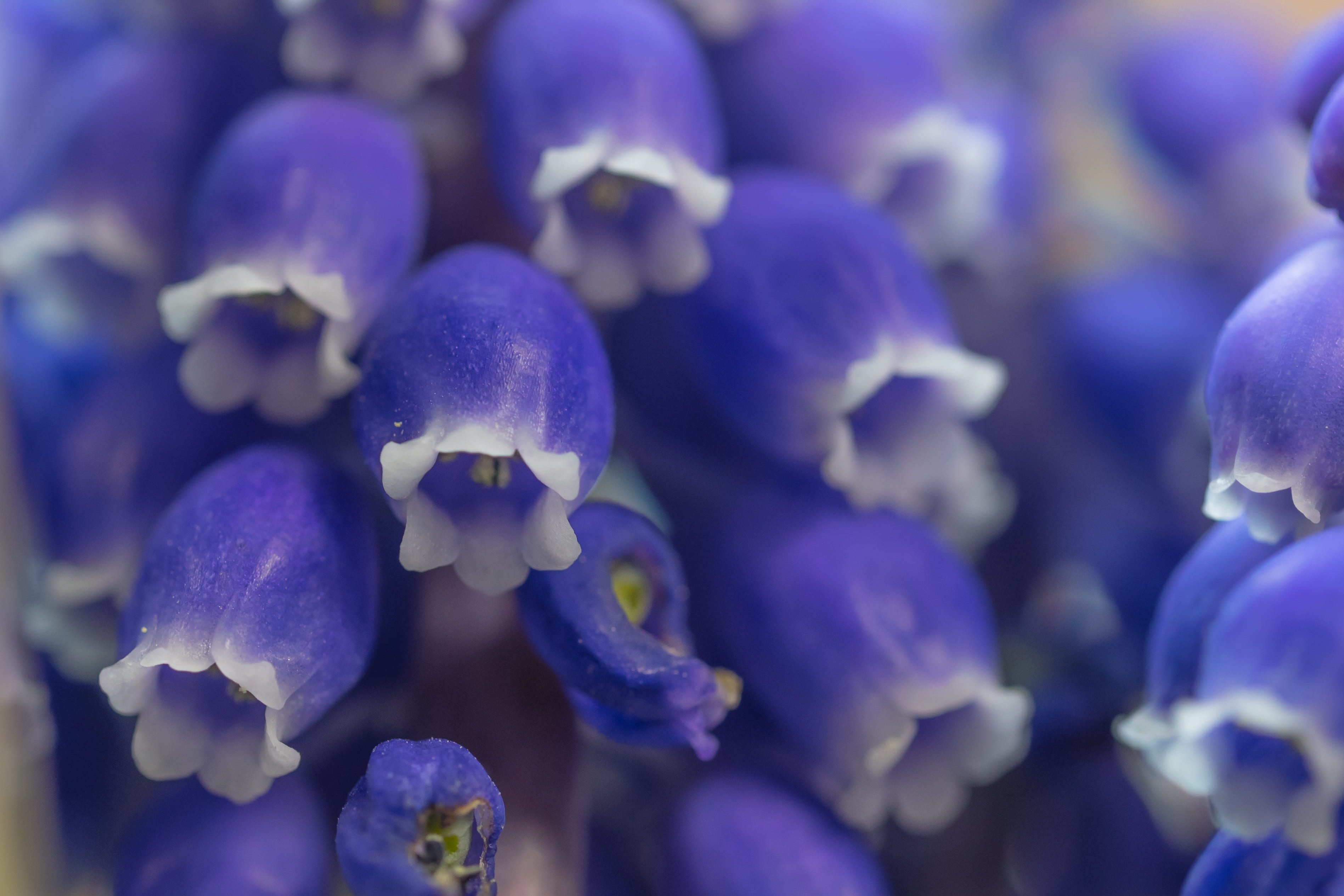 macro, close, flower, focus on foreground, garden, flower head, grape hyacinth, selective focus, purple, 2K, vegetable, food and drink, garden plant, sea life, HD Wallpaper