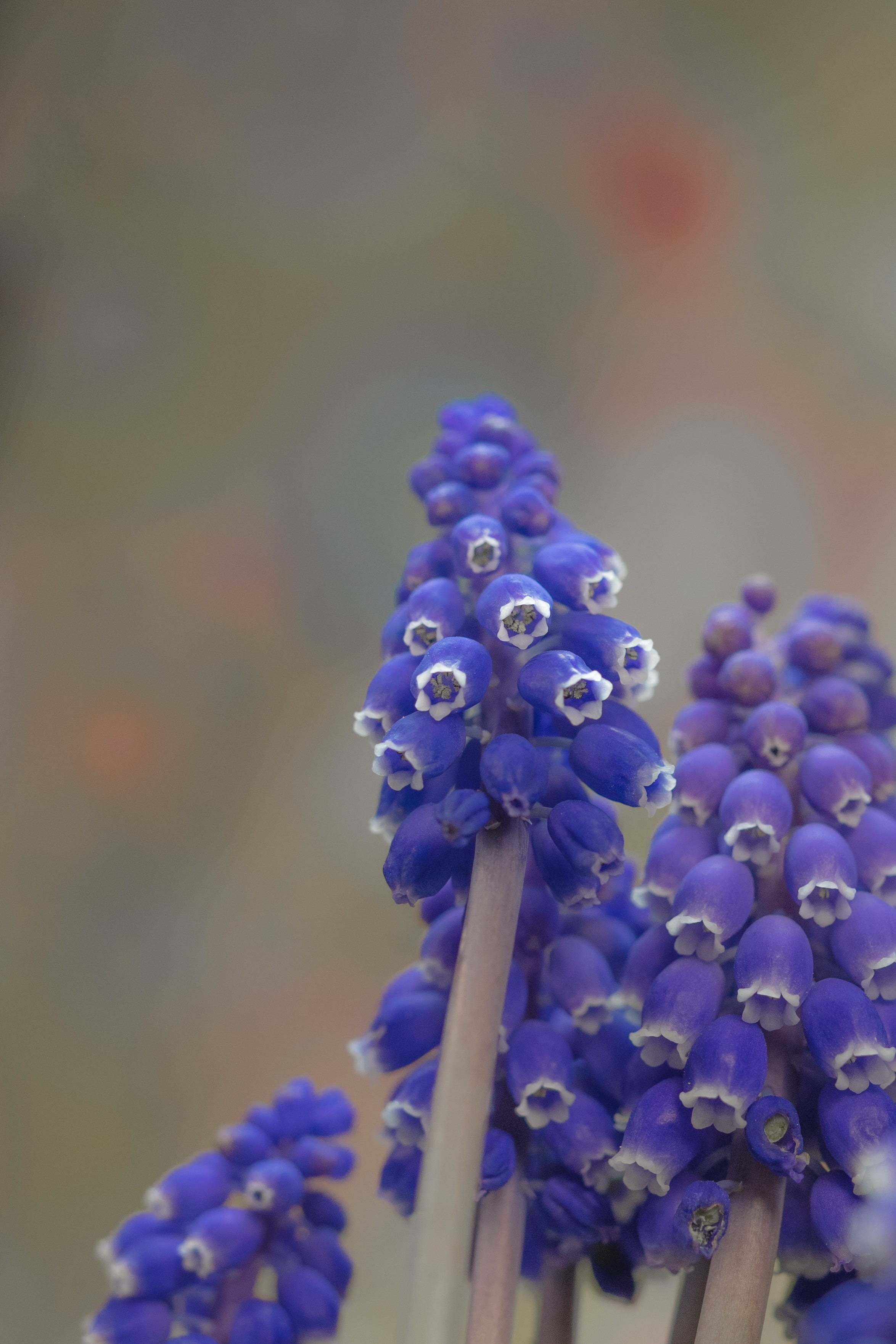 no people, flora, freshness, flower head, macro, grape hyacinth, inflorescences, blue, vulnerability, ornamental plant, botany, focus on foreground, beauty in nature, Phone HD Wallpaper