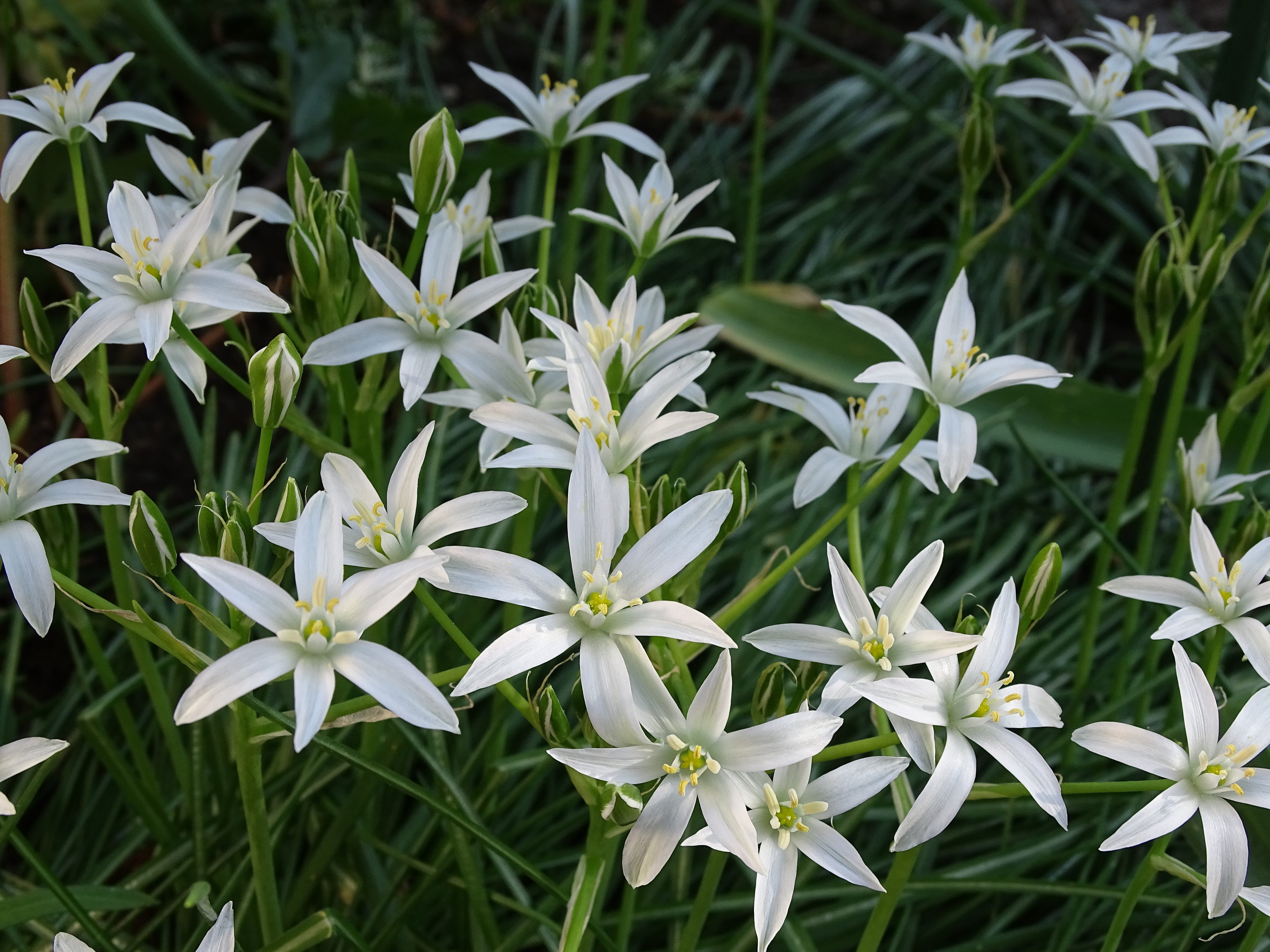 outdoors, ornithogalum, white color, focus on foreground, beauty in nature, leaf, birds milk, fragility, day, asparagus plant, nature, green color, milk star, HD Wallpaper