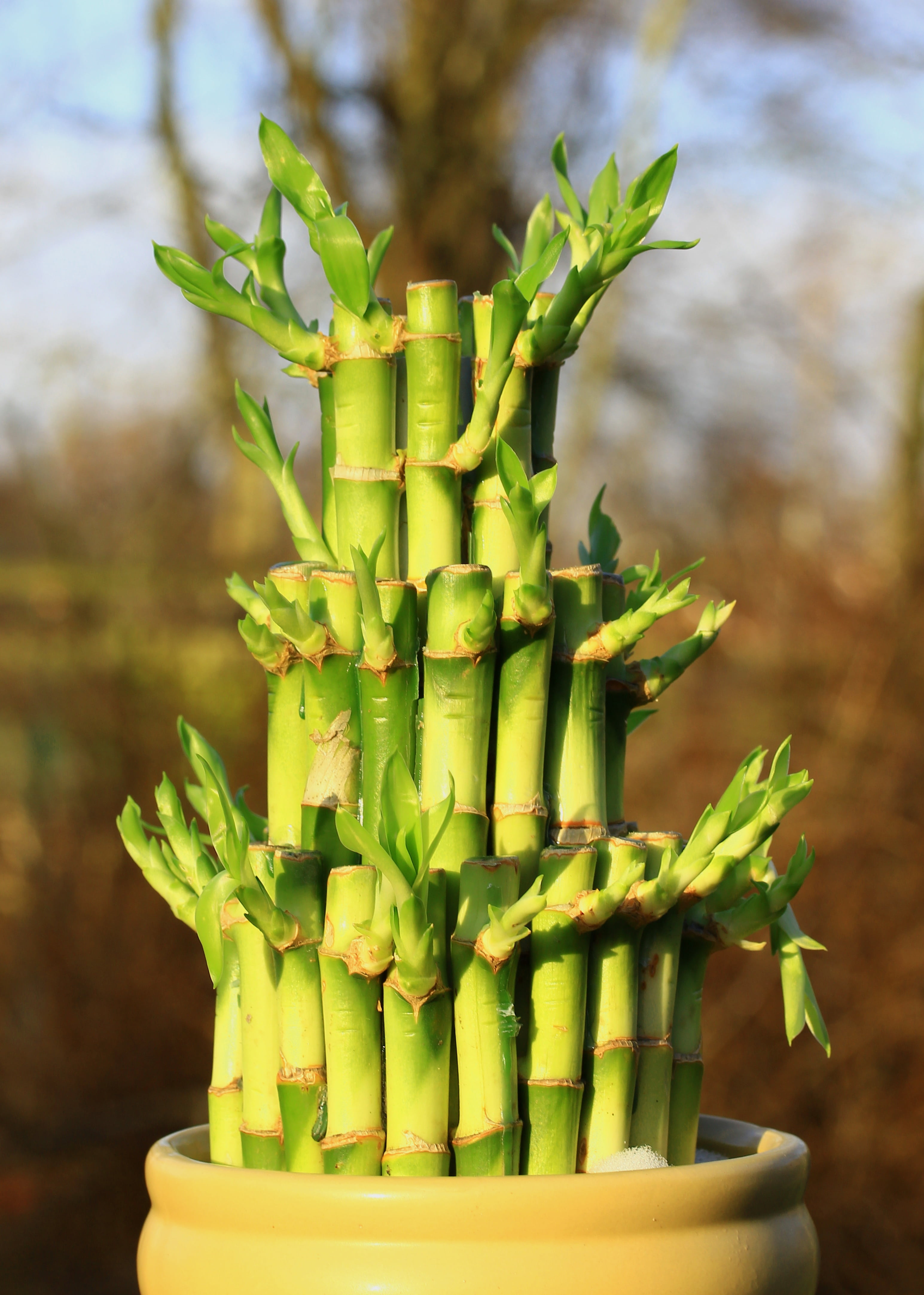 bamboo leaves, plant, wood, food, pot, raw food, nature, bamboo, day, green color, wellbeing, close-up, lucky, succulent plant, stalk, asparagus, healthy eating, Phone HD Wallpaper