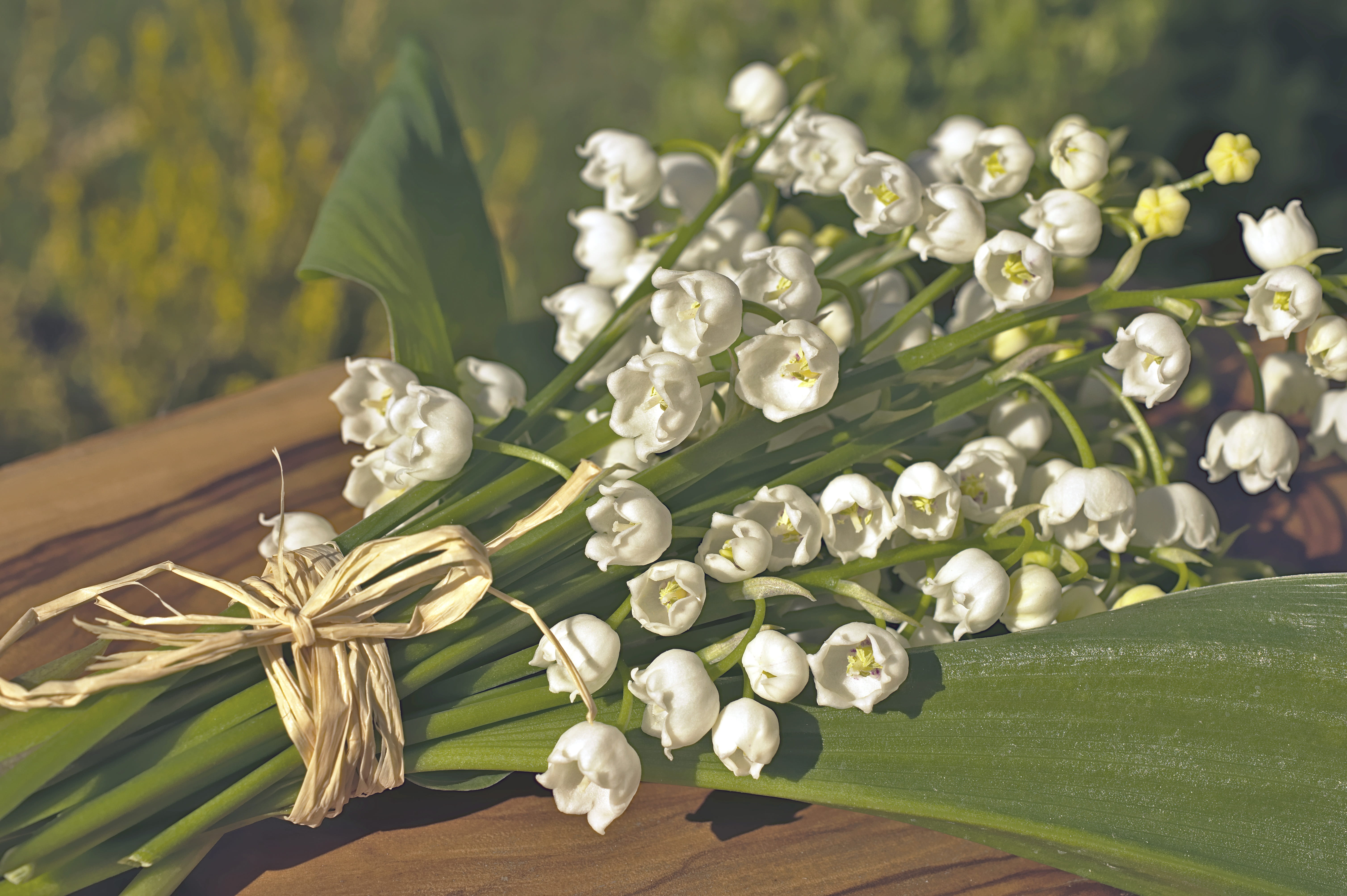 lily of the valley bouquet, may, asparagus plants, petal, 5K, close-up, plant part, flowers, nature, wild plant, flower, beauty in nature, plant, leaf, HD Wallpaper