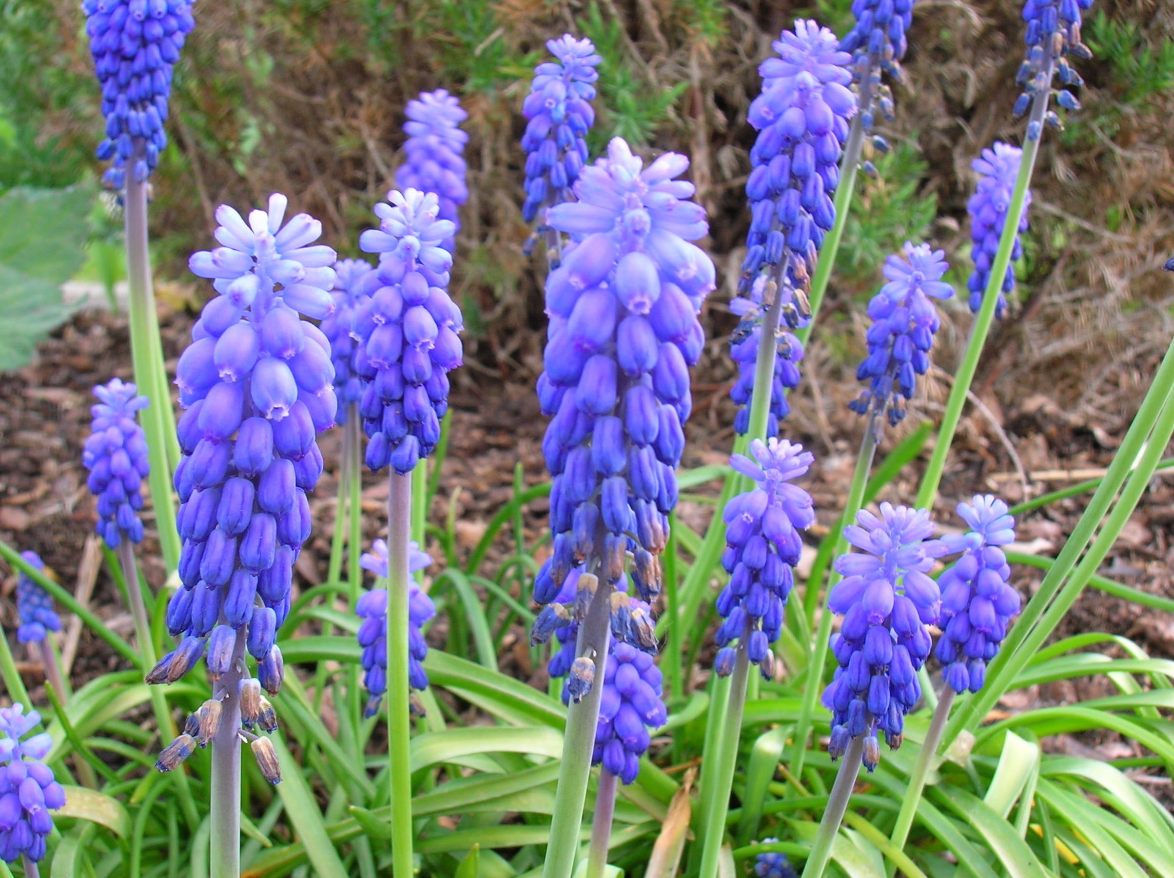 no people, inflorescence, land, 1080P, close-up, common grape hyacinth, outdoors, growth, muscari, blue, petal, fragility, flower head, violet, field, HD Wallpaper