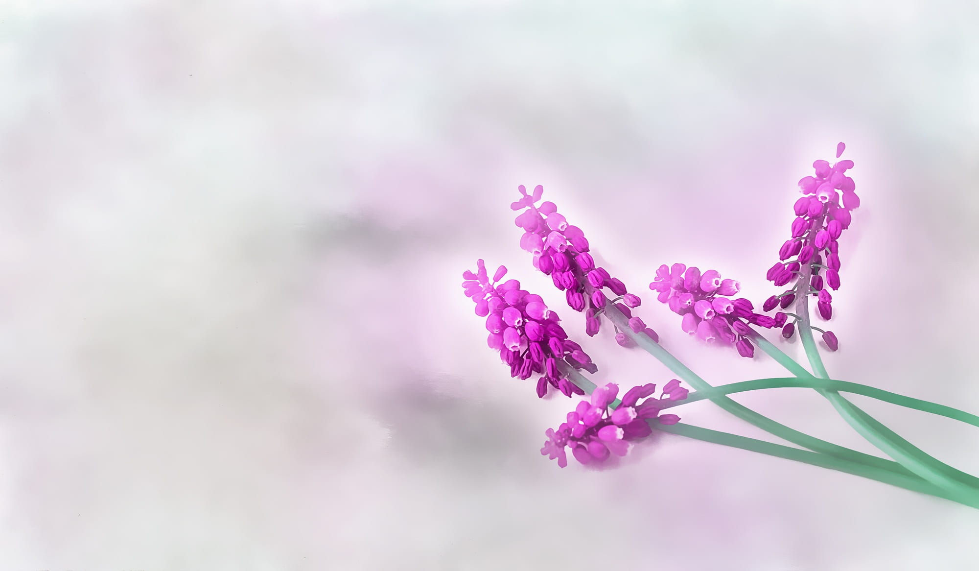 beauty in nature, bunch of flowers, muscari, blossom, herb, scented, fuchsia, petal, hyacinth, 1080P, nature, softness, aromatherapy, no people, flowering plant, HD Wallpaper