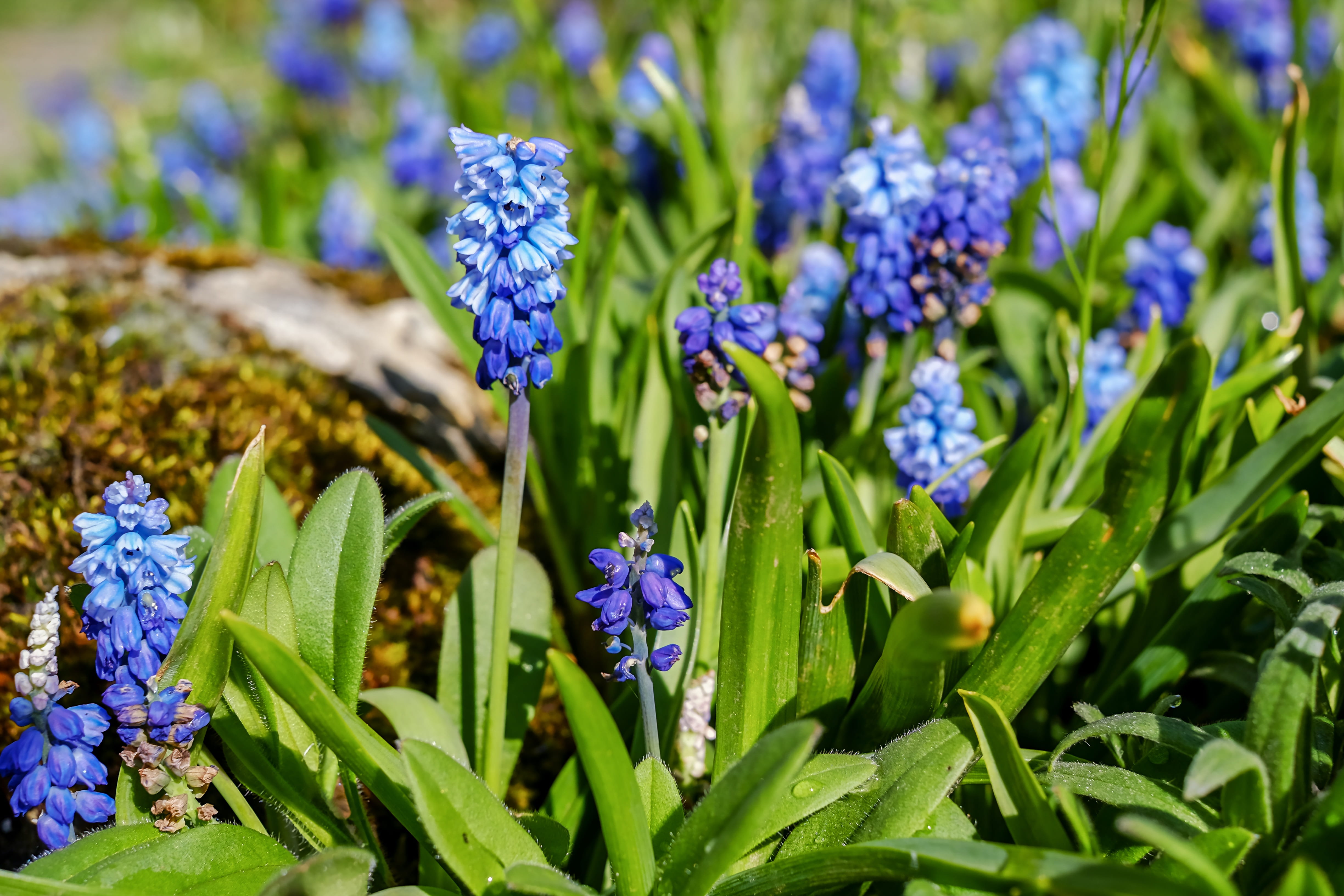 blue, plant, growth, blossom, flower, focus on foreground, inflorescence, plant part, closeup, bloom, outdoors, iris, ornamental plant, bright, purple, HD Wallpaper
