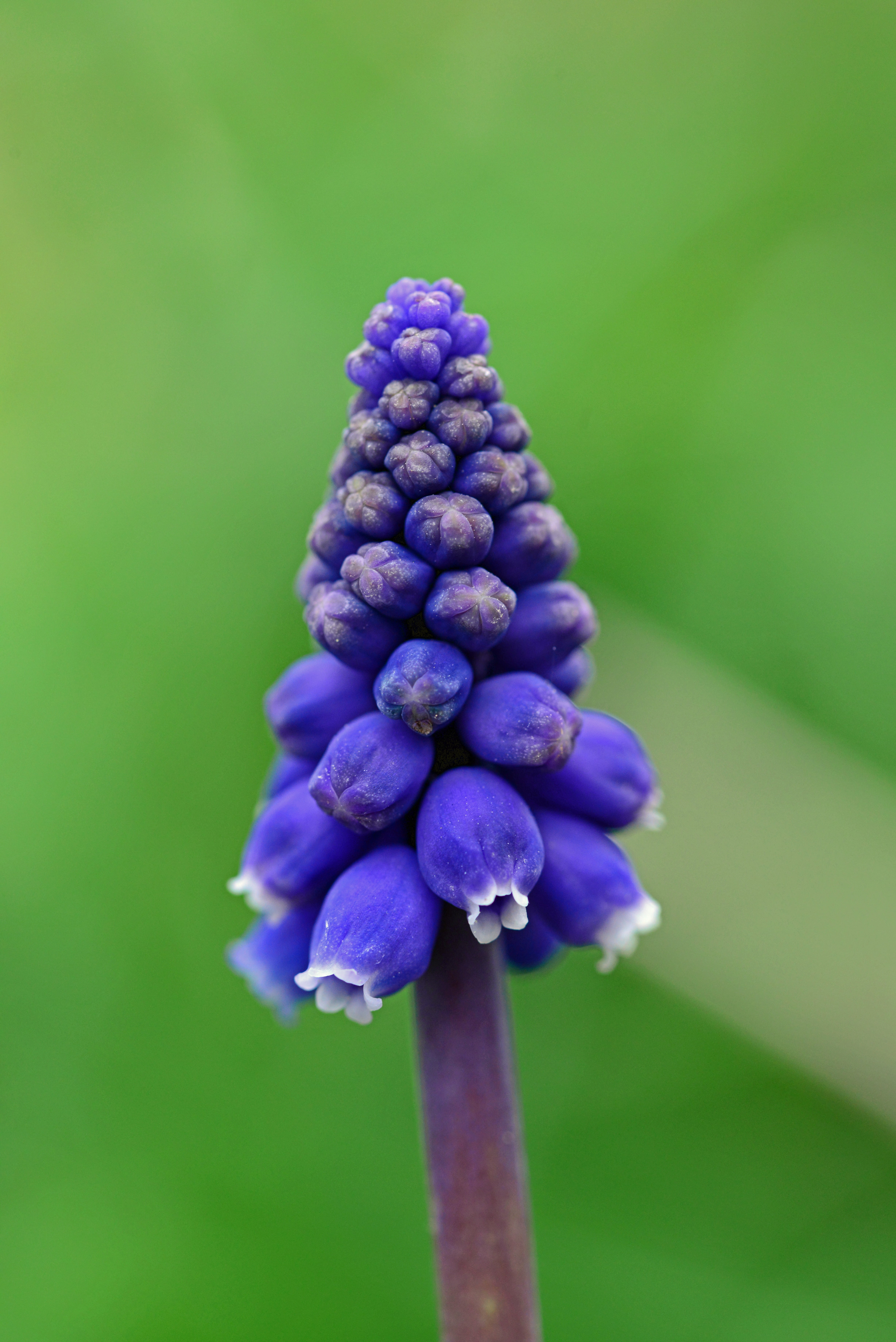 petaled, inflorescence, perennial, lilac, beauty in nature, growth, flower, fragility, selective, buds, vulnerability, purple, muscari, hyacinth, focus, Phone HD Wallpaper
