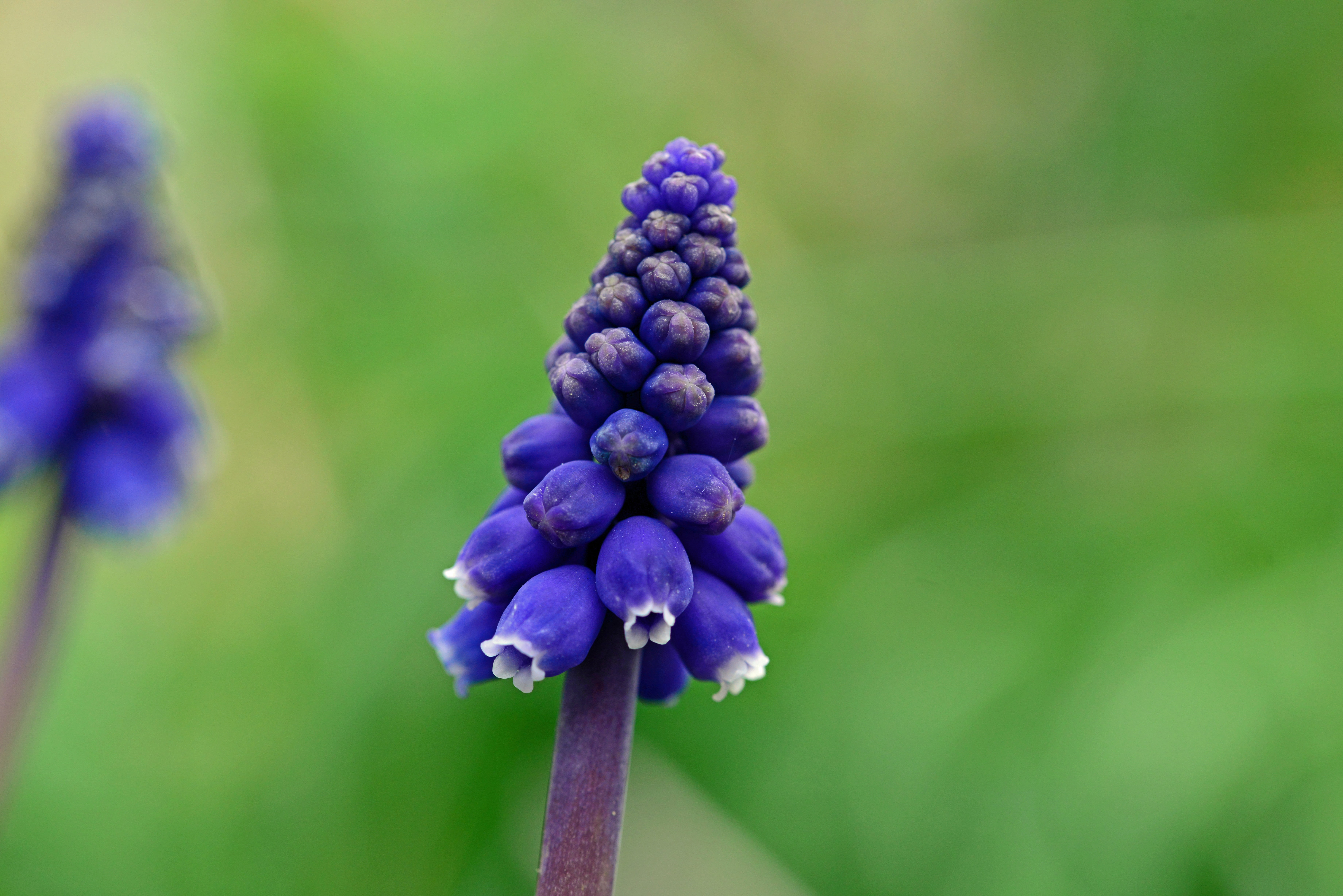 muscari, day, bunch of flowers, freshness, green color, bulb, close-up, flowering plant, flower, grape hyacinth, focus on foreground, common, plant, lilac, HD Wallpaper