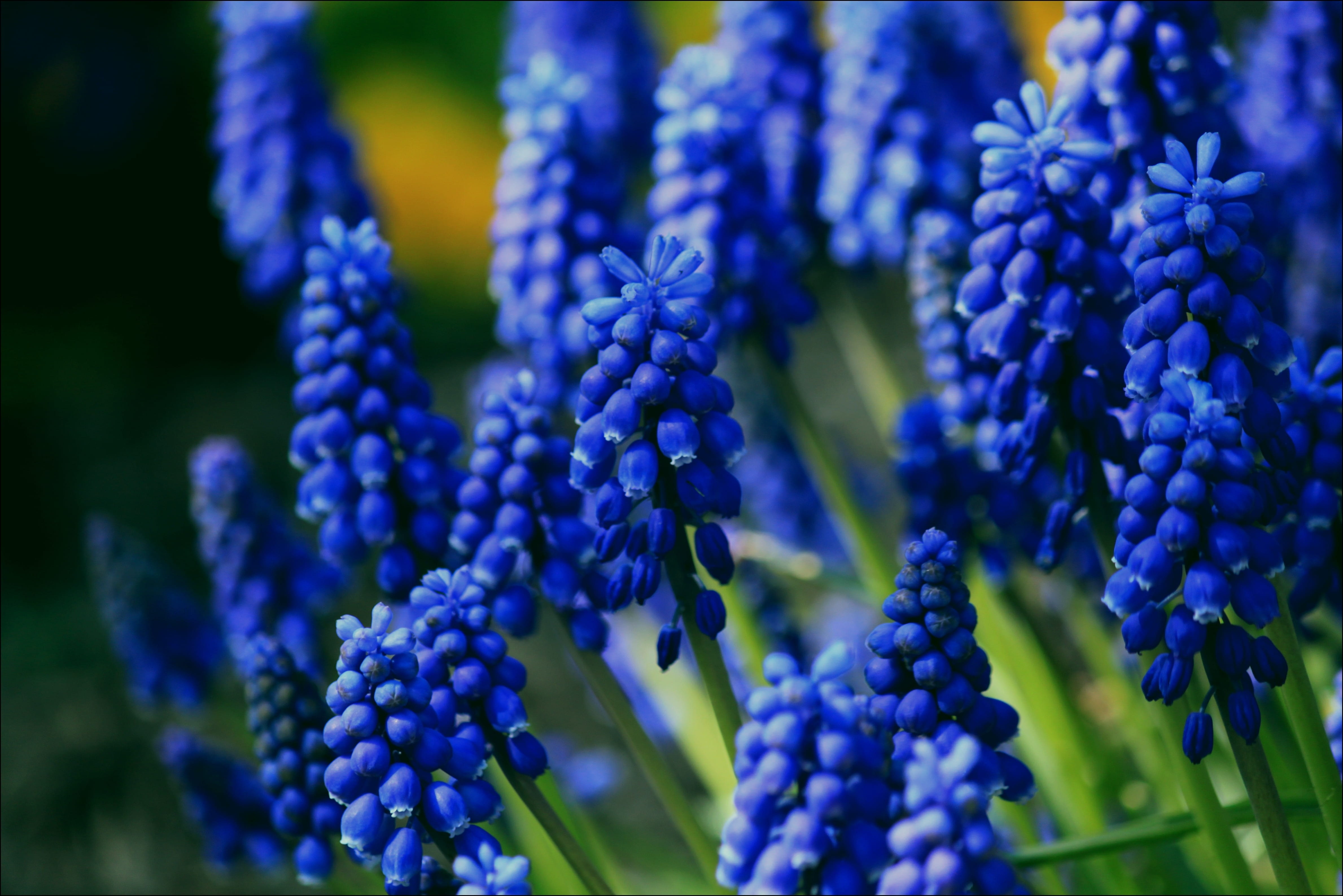 close, plant, no people, Common, purple, bright, growth, nature, blue, inflorescence, flowering plant, close-up, macro, colorful, macro photography, Blossom, HD Wallpaper