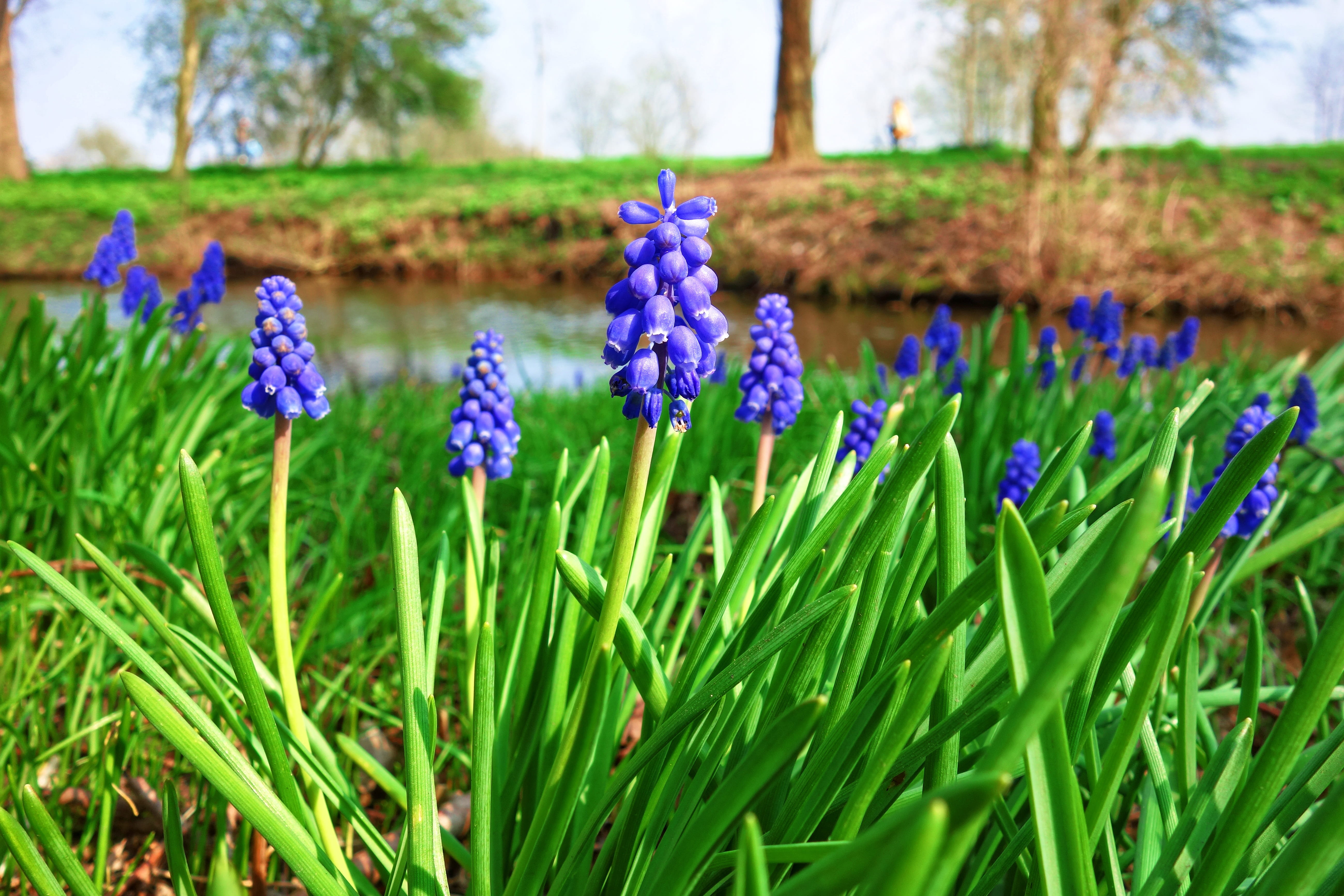 flowering plant, bloom, common grape hyacinth, beauty in nature, focus on foreground, purple, perennial, grass, flower head, growth, fragility, muscari, HD Wallpaper