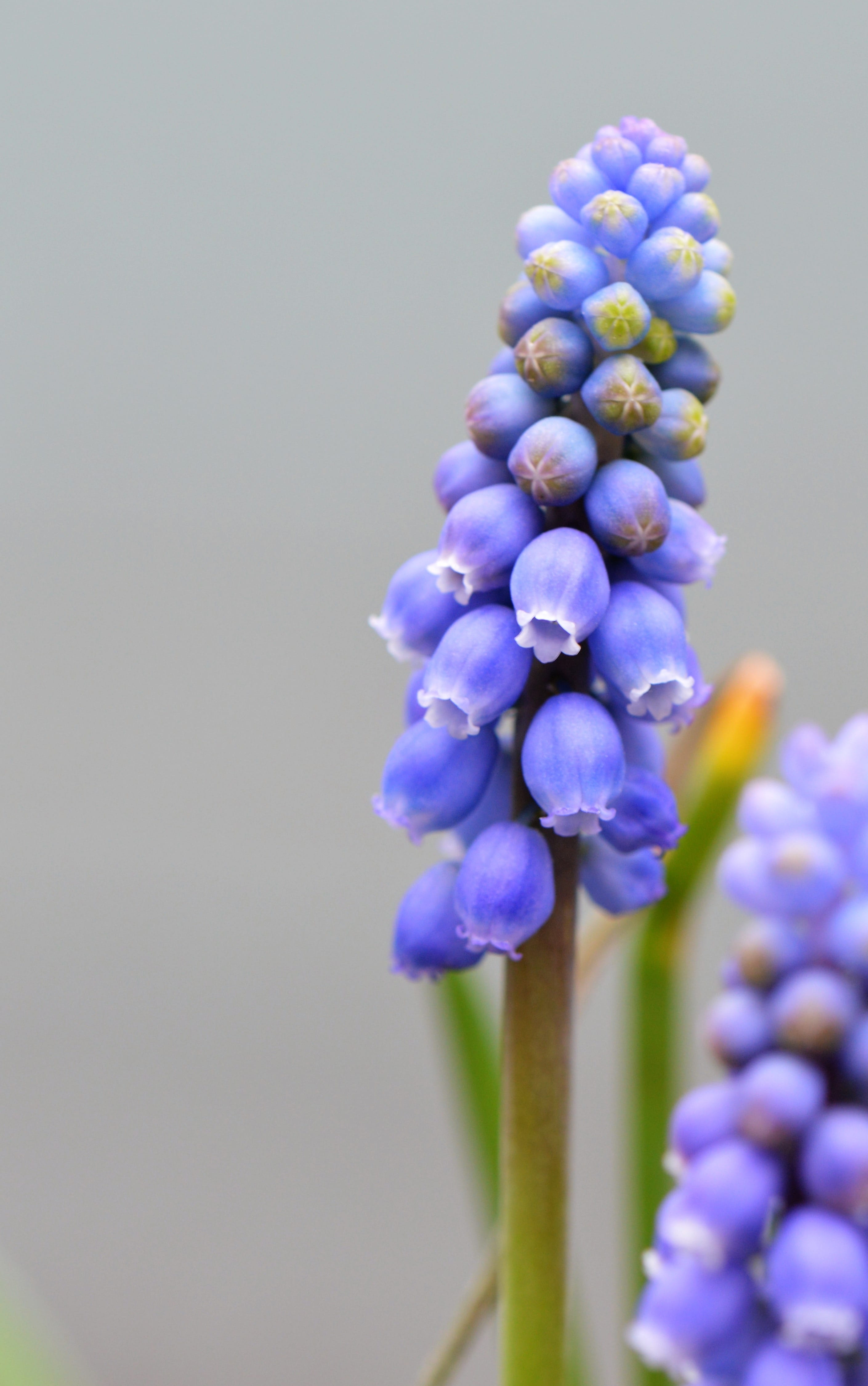 flower, freshness, hyacinth, bunch of flowers, copy space, garden, purple, springtime, beauty in nature, season, no people, inflorescence, vulnerability, Phone HD Wallpaper