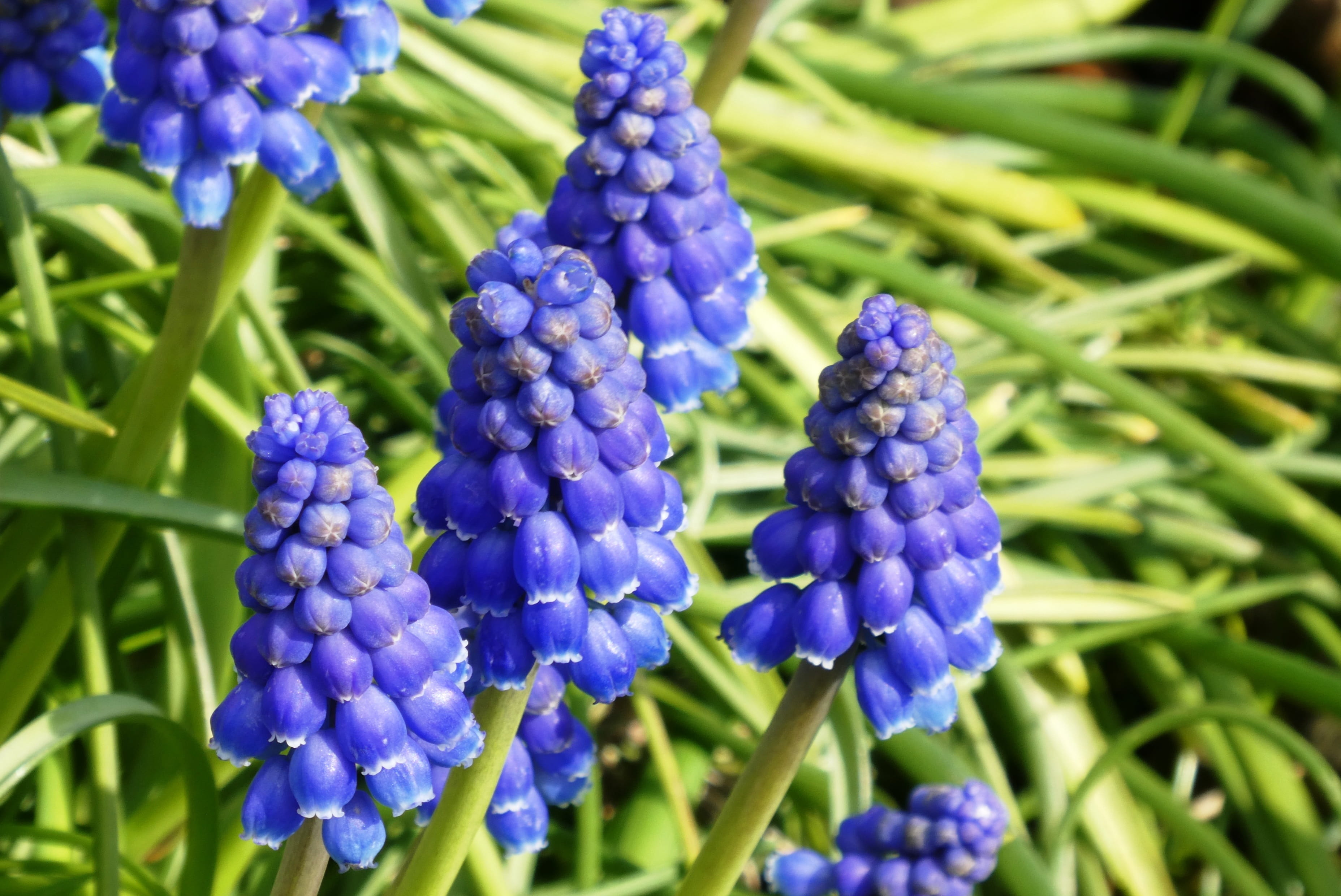 bloom, no people, healthy eating, day, blue, vulnerability, focus on foreground, garden plant, flower, beauty in nature, fragility, bunch of flowers, spring, HD Wallpaper