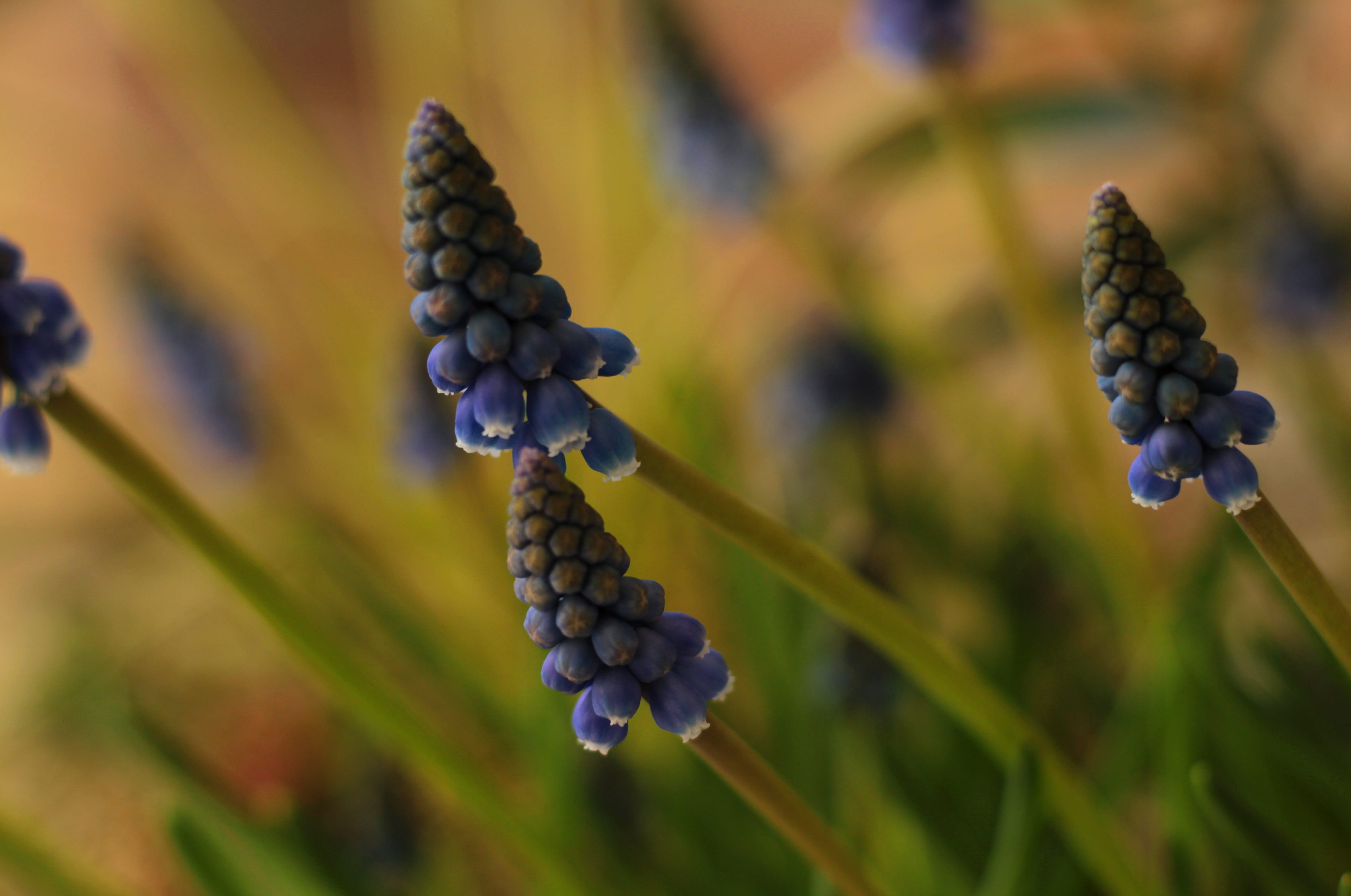 healthy eating, crop, outdoors, 4K, flower, food and drink, nature, day, fruit, agriculture, plant, close-up, food, flowers, no people, freshness, berry fruit, HD Wallpaper