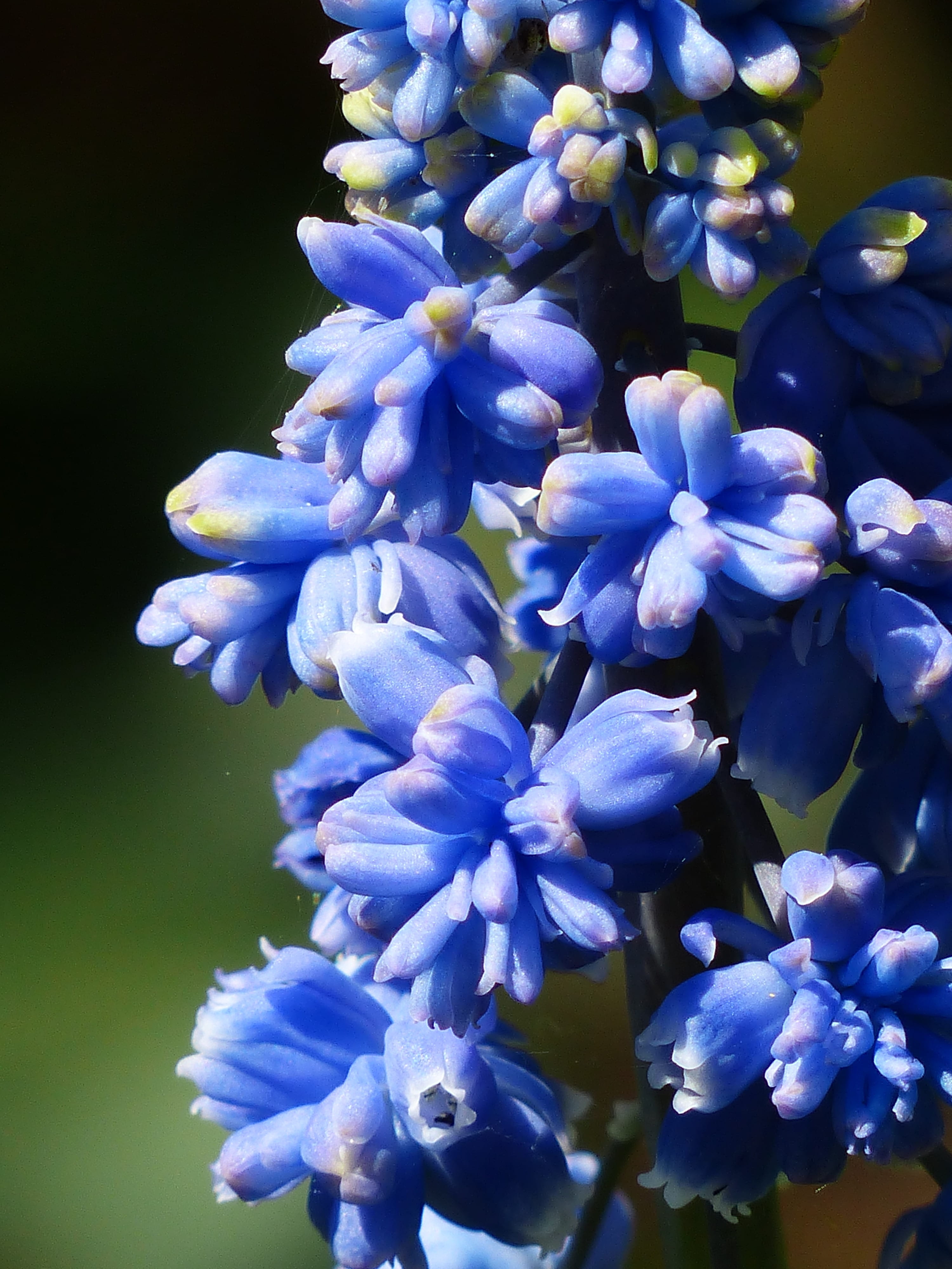 muscari armeniacum, hyacinth, scented, close-up, freshness, inflorescence, garden, asparagaceae, flowers, flower head, flower, garden plant, growth, plant, Phone HD Wallpaper