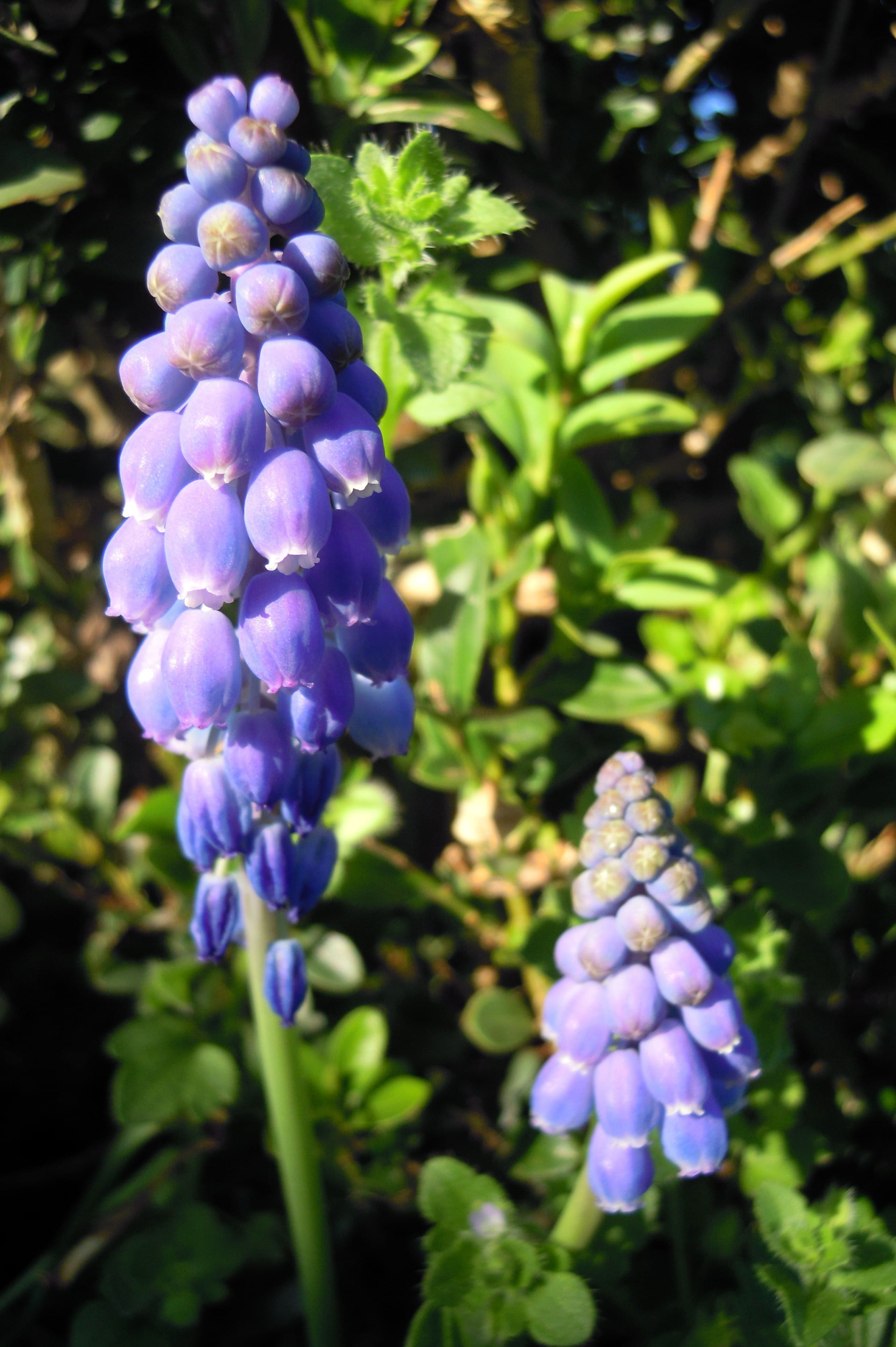 inflorescence, flower, blue, ornamental plant, spring, lilac, Hyacinth, purple, freshness, flowering plant, close-up, fragility, flower head, growth, inflorescences, Phone HD Wallpaper
