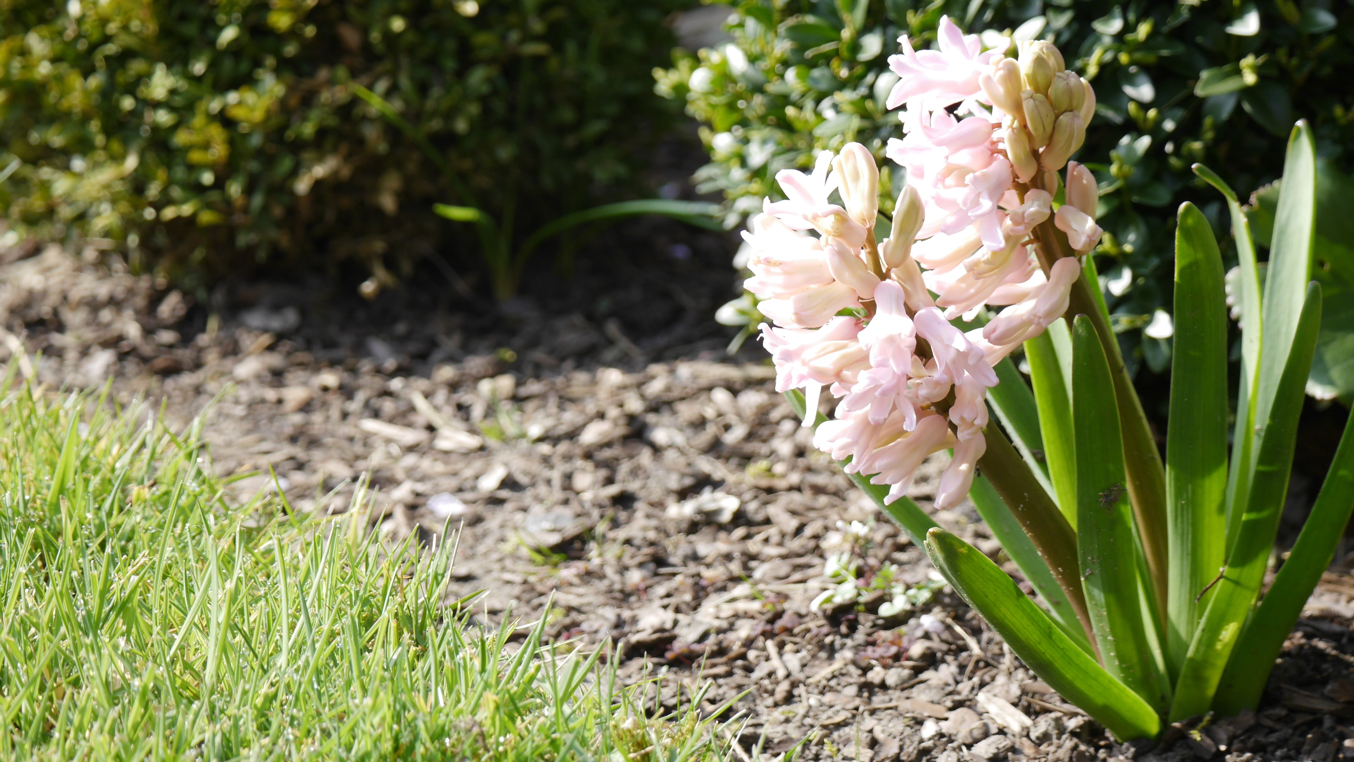 traubenförmige inflorescences, botany, beauty in nature, pink color, day, vulnerability, hyacinth, growth, grass, springtime, freshness, bell, fragility, HD Wallpaper