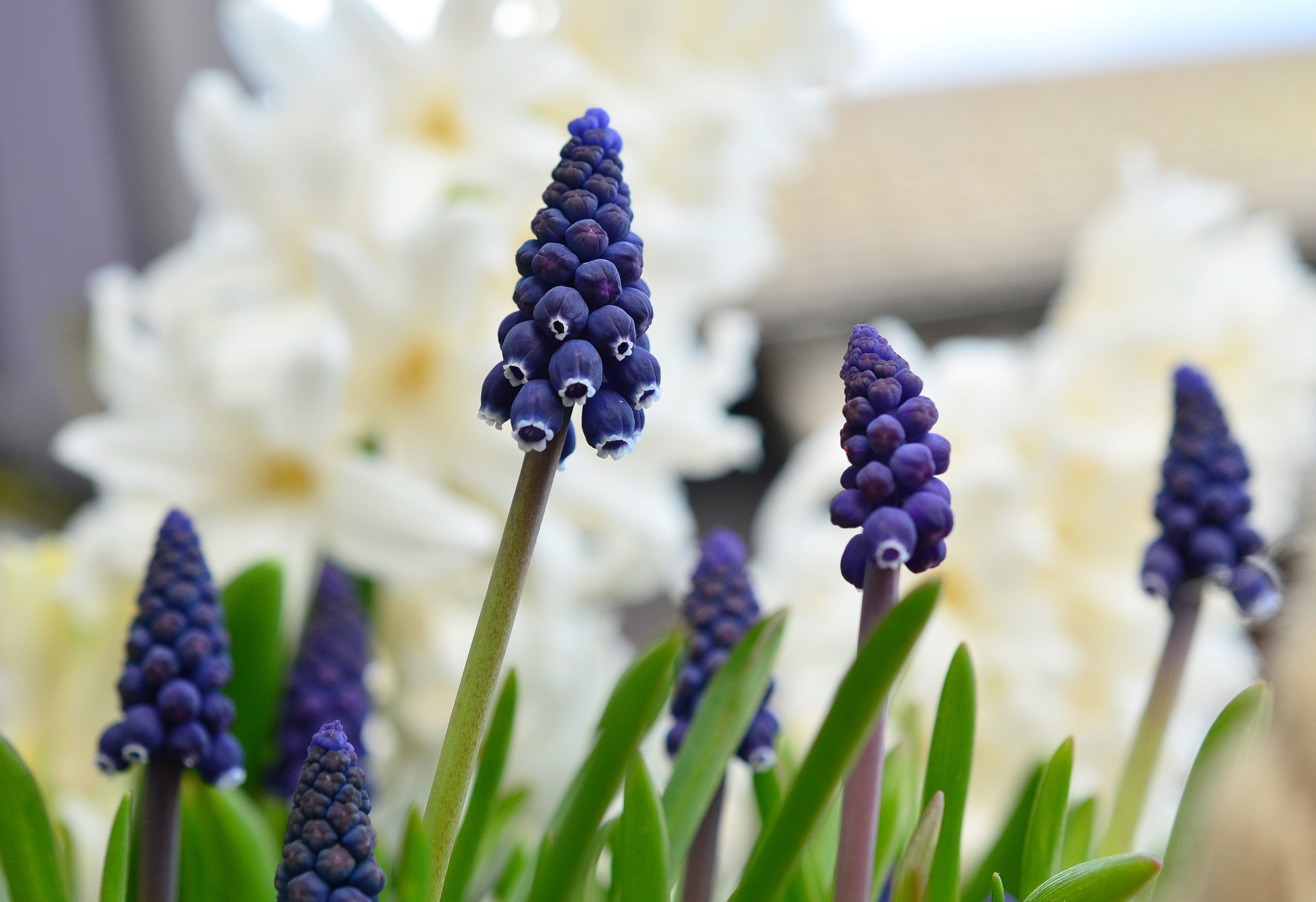 spring, selective focus, flower head, freshness, bunch of flowers, 4K, fragility, no people, selective, muscari, growth, focus, purple, garden plant, grape hyacinth, HD Wallpaper