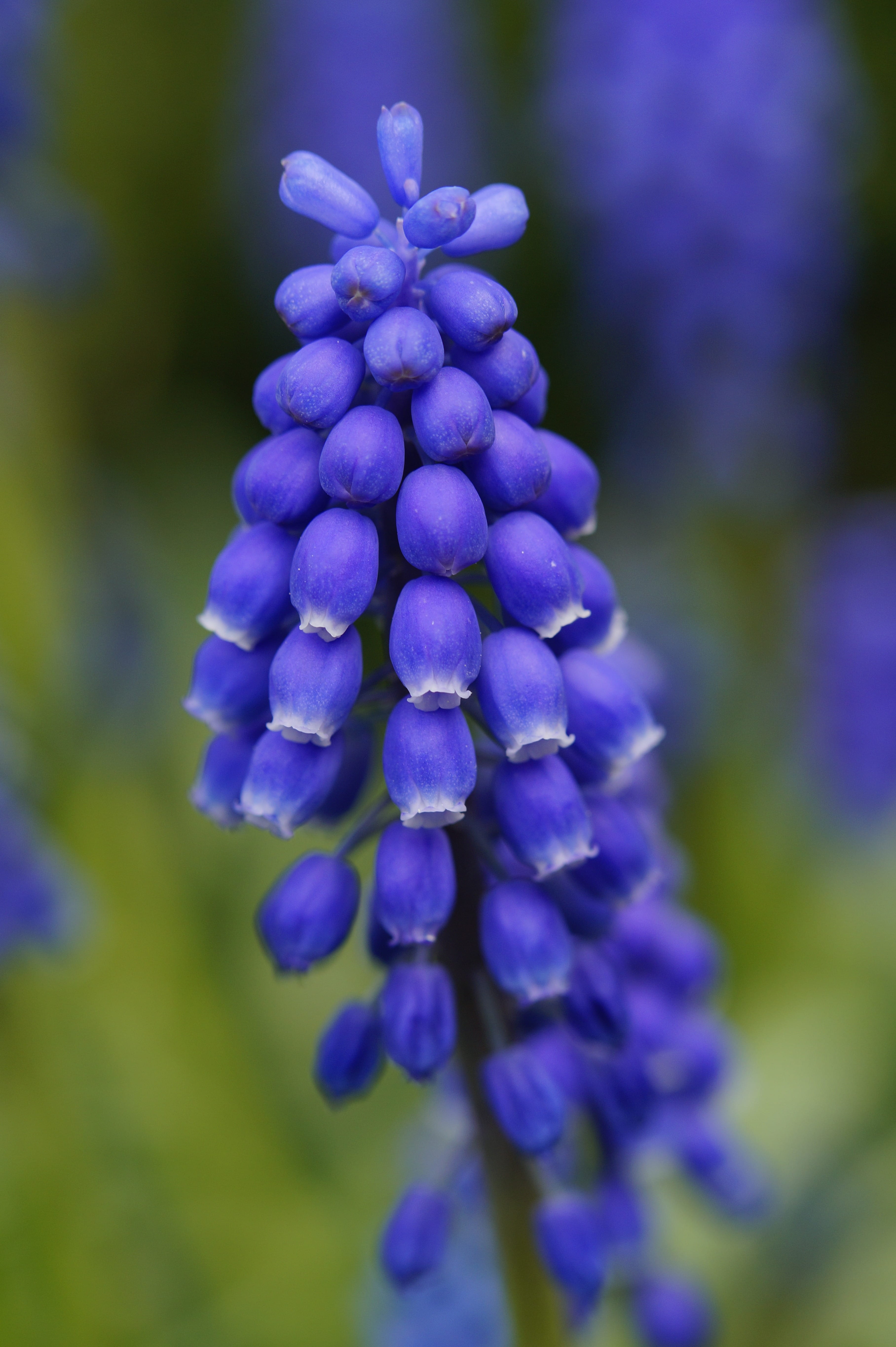 macro, blossom, petal, early bloomer, hyacinth, day, close, garden, 5K, springtime, inflorescences, vulnerability, growth, spring, no people, inflorescence, Phone HD Wallpaper
