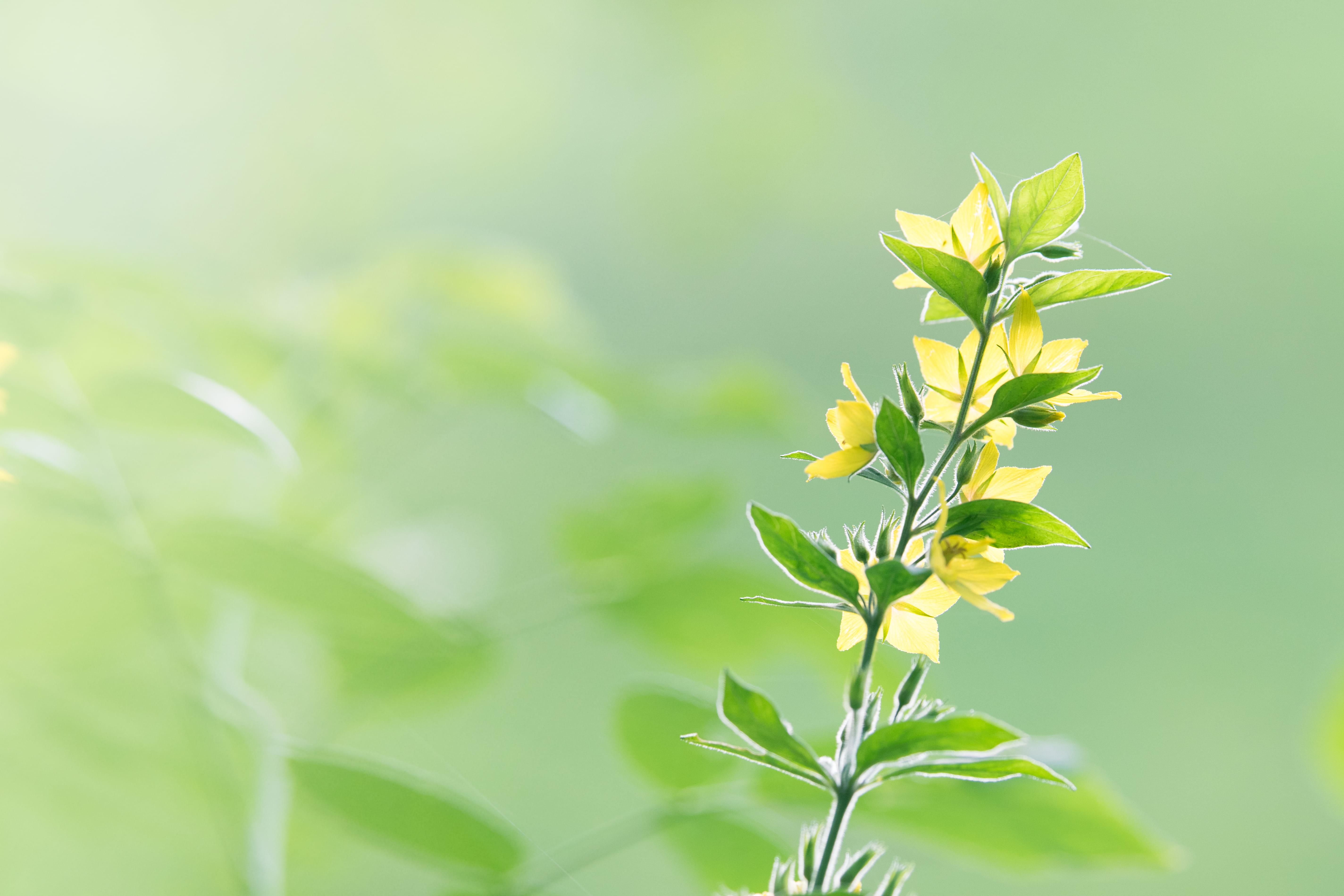bloom, leaf, 5K, botanical, no people, purity, nature, springtime, field, flower, delicate, garden, selective focus, freshness, blooming, beauty in nature, HD Wallpaper