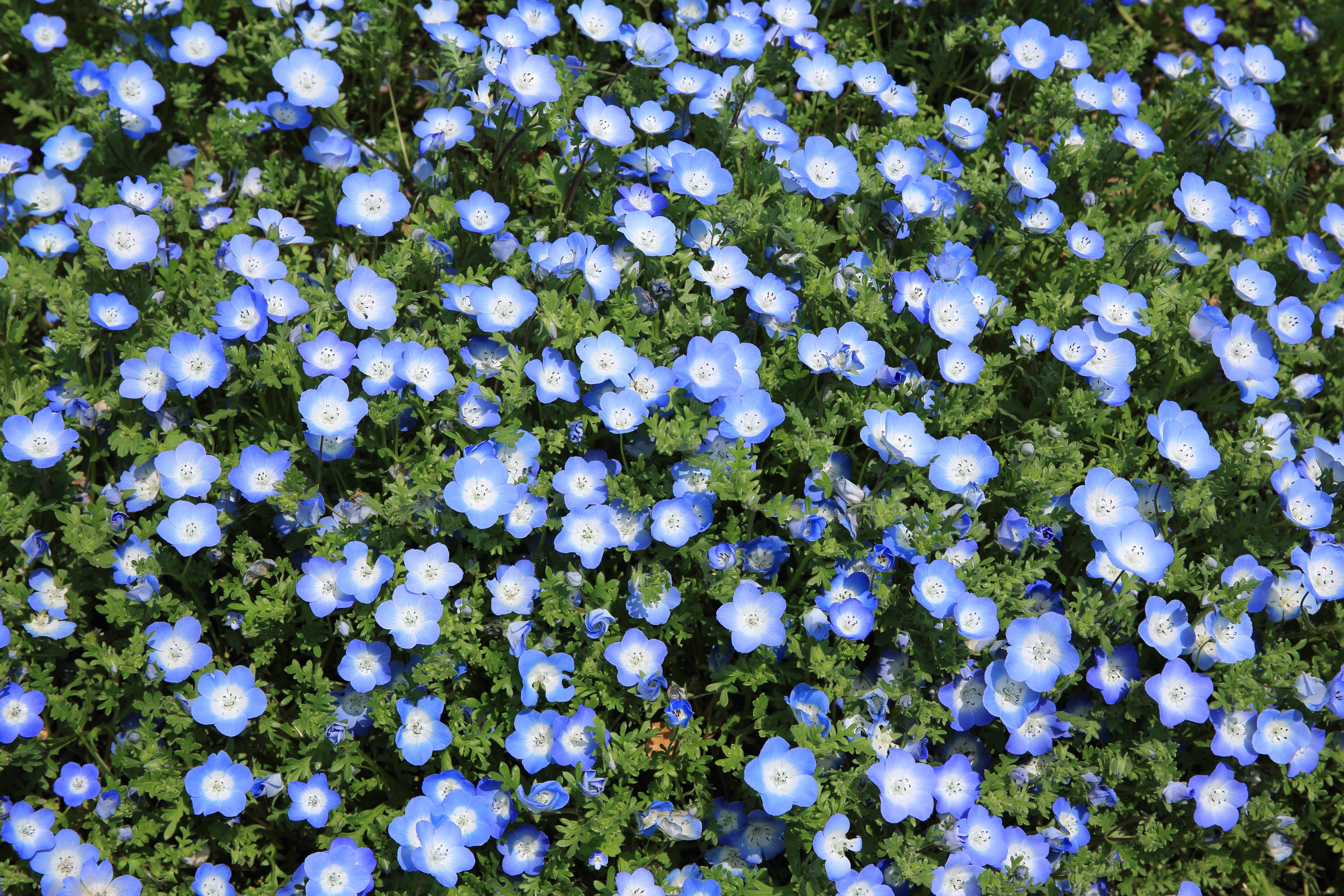 nature, flora, blue, flowers, plant, blooming, growth, environment, 5K, botany, freshness, high angle view, season, land, vulnerability, flower, bright, HD Wallpaper