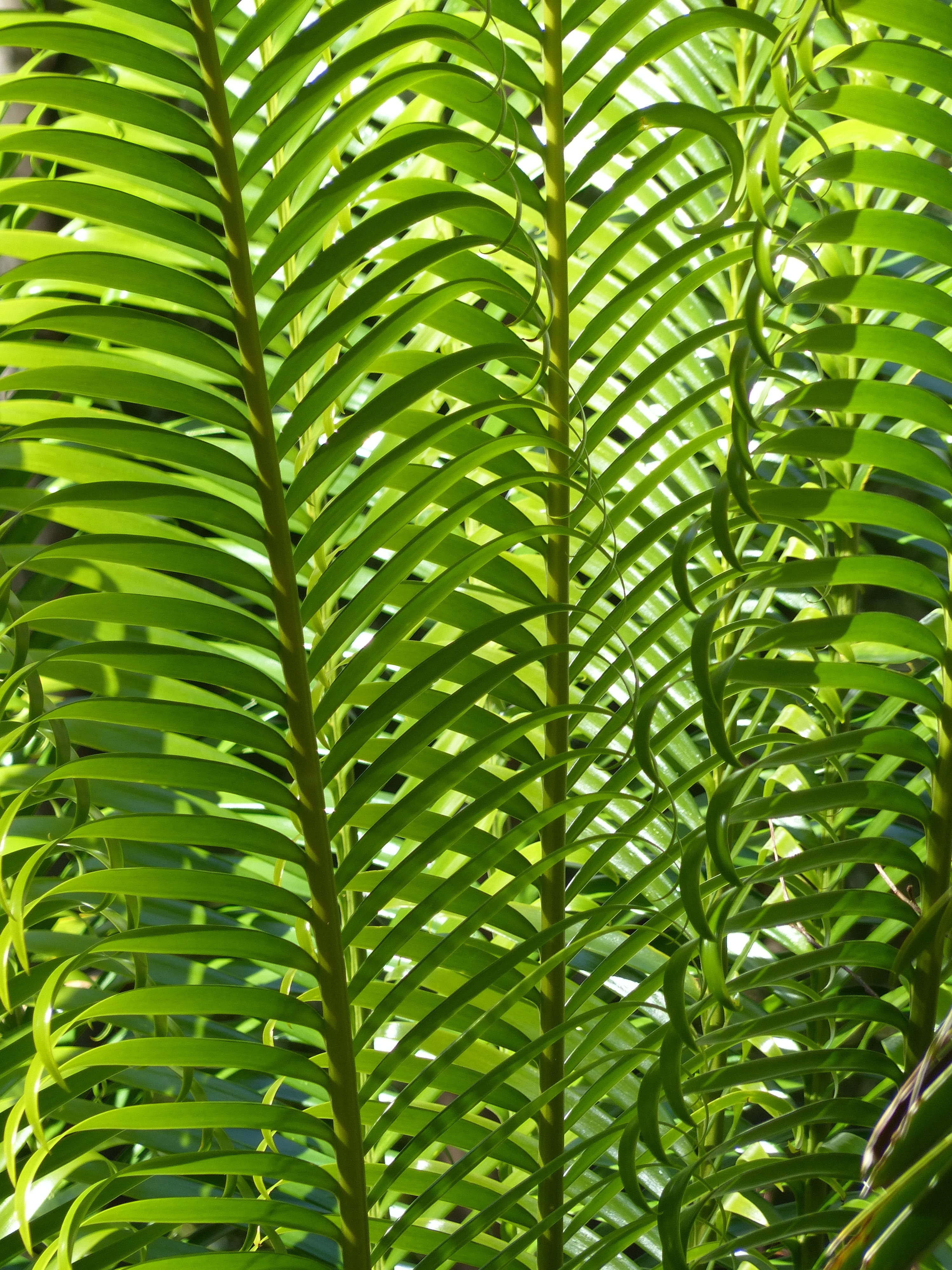 ecology, no people, nature, foliage, natural pattern, lush, climate, full frame, palm leaf, backgrounds, healthcare and medicine, paradise, jungle, flora, Phone HD Wallpaper