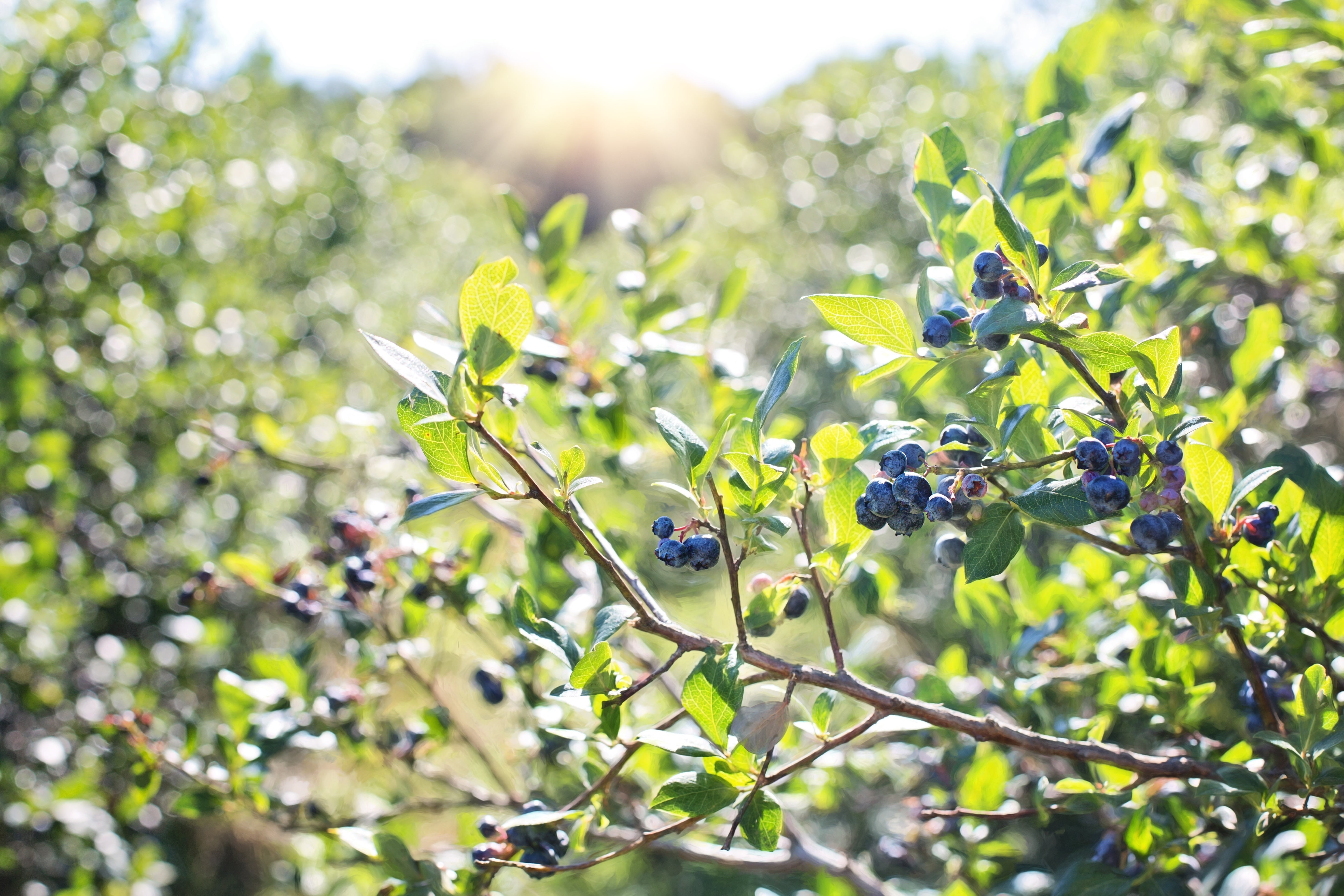 flower head, organic, healthy eating, food, growth, berry, no people, day, freshness, 5K, healthy, outdoors, photography, fruit, leaf, food and drink, HD Wallpaper
