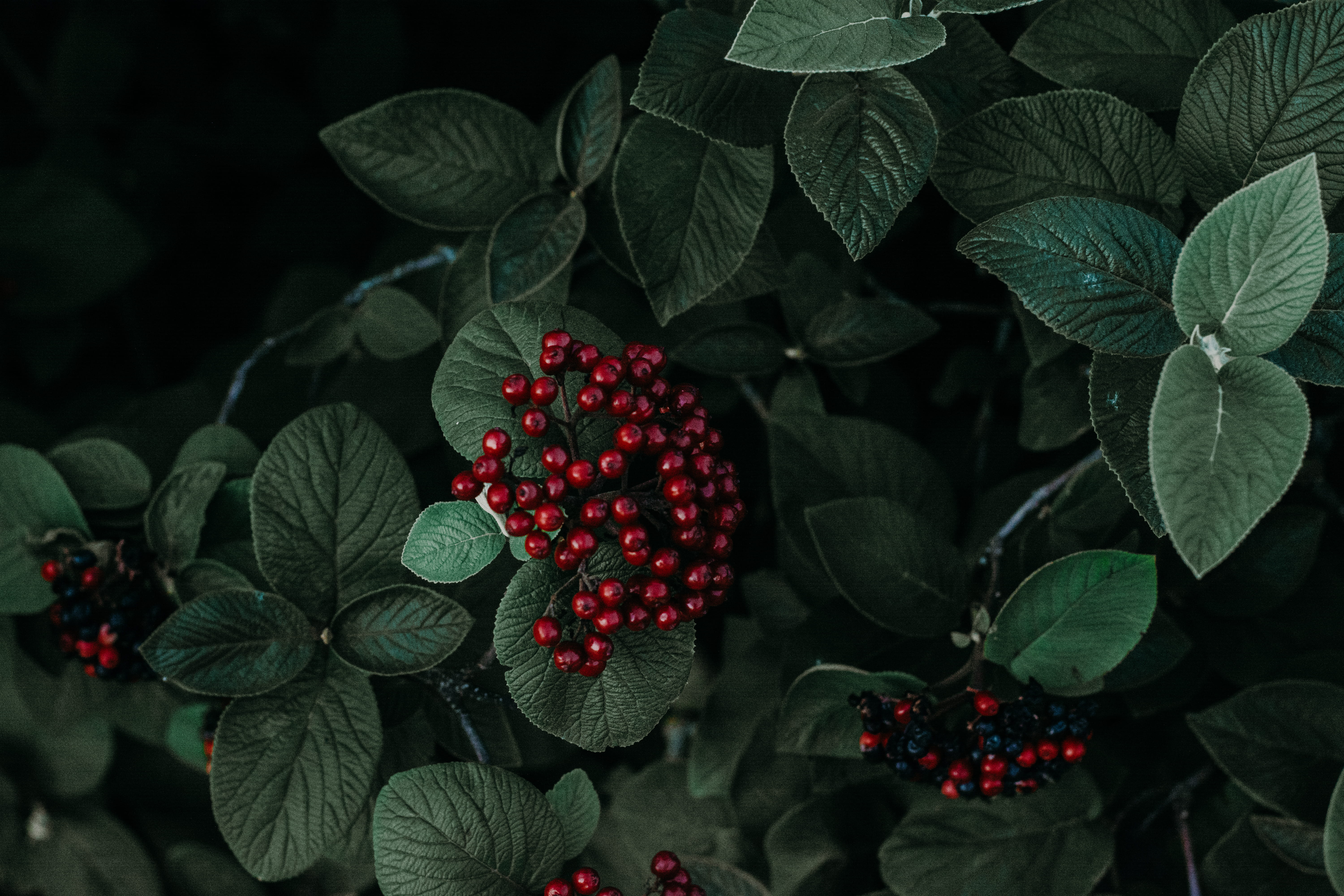 leaf, green, dark, red berries, plants, plant part, red, healthy eating, close-up, fruit, berry fruit, berries, beautiful, ripe, growth, 5K, HD, HD Wallpaper