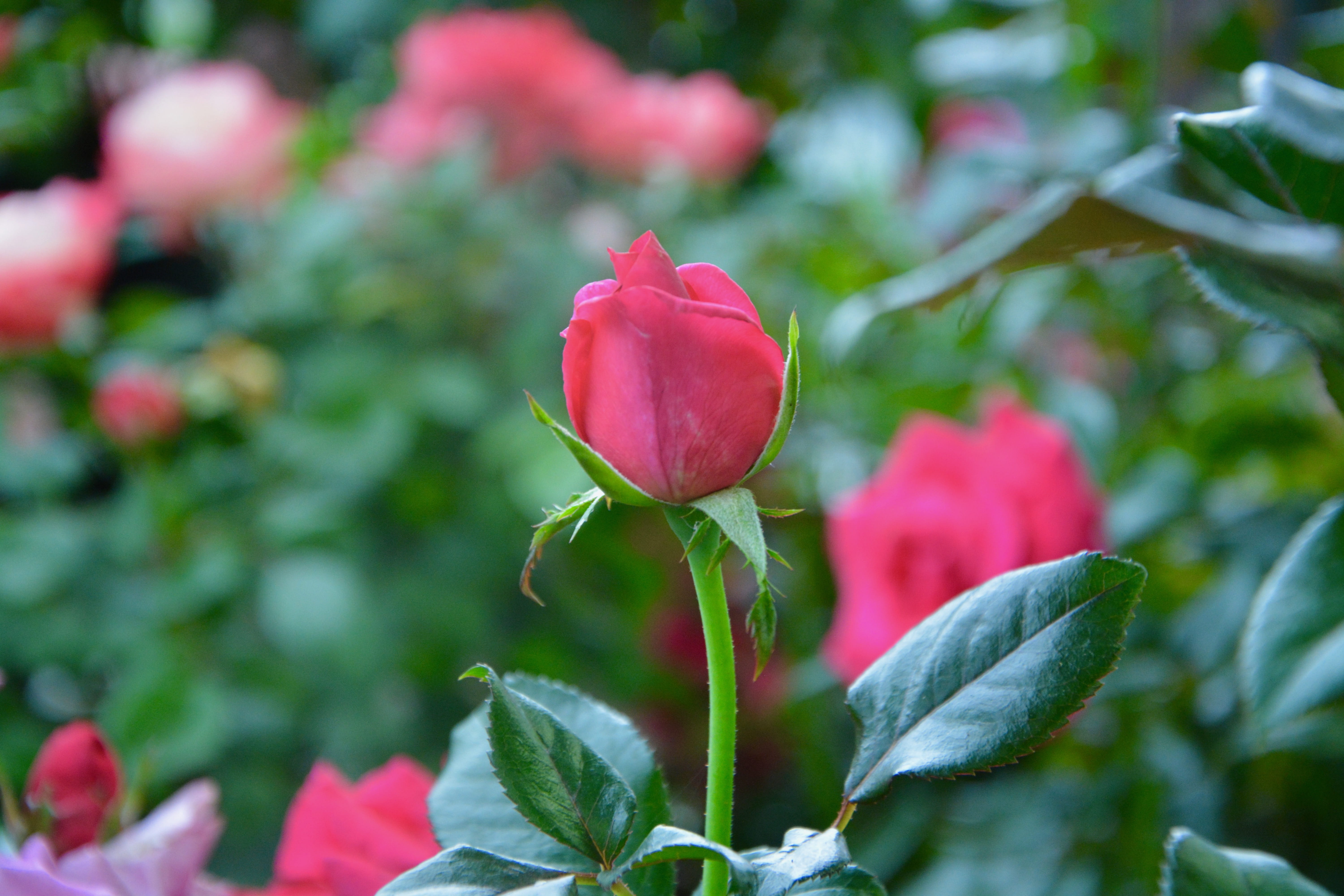 flower head, romantic, no people, petals, fragility, focus on foreground, red, outdoors, flowering plant, beauty in nature, pink button rose, green leaves, HD Wallpaper