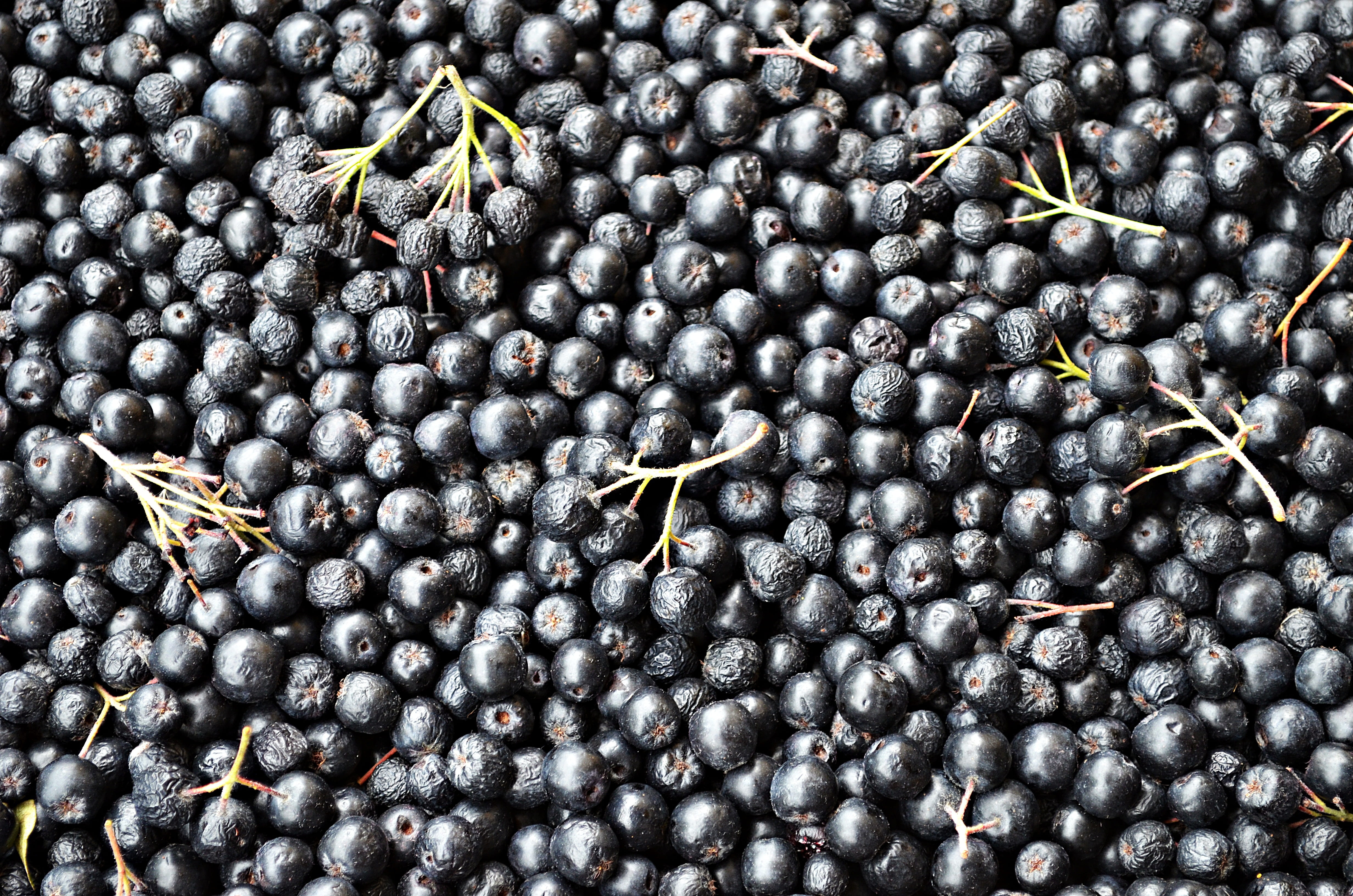 small fruit, agriculture, no people, eat, jam, ant, a collection of, fruiting, kitchen, food, compote, eating, invertebrate, 4K, black color, closeup, HD Wallpaper